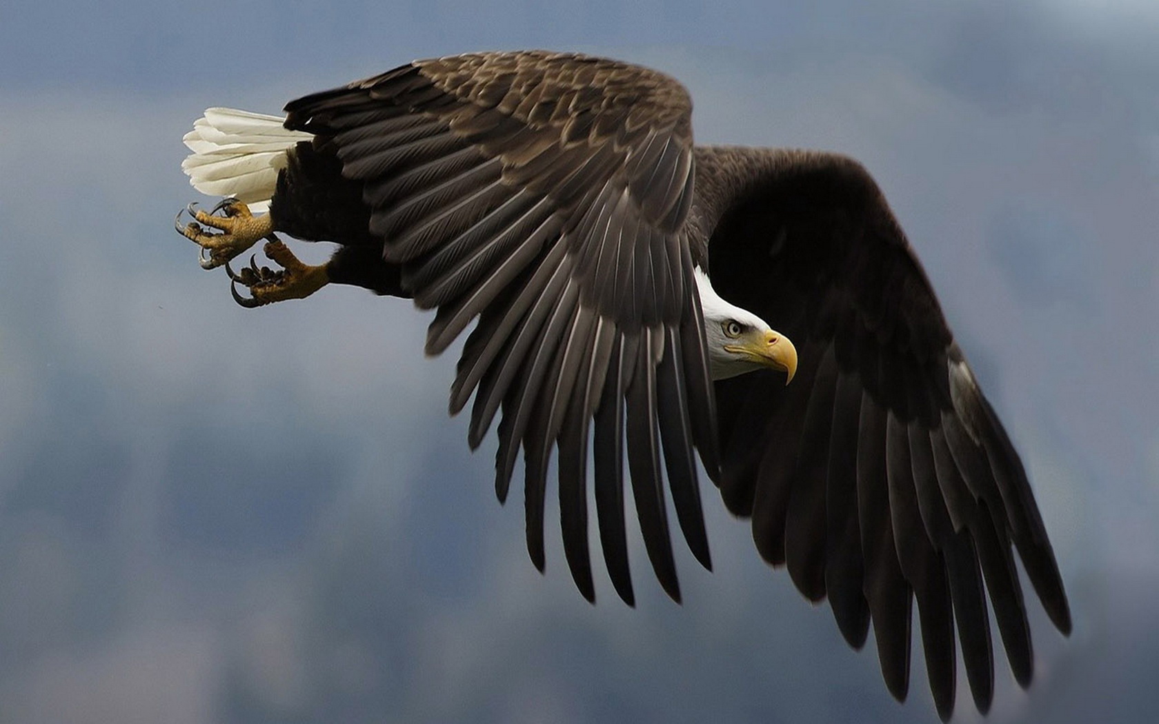 Laden Sie das Tiere, Weißkopfseeadler-Bild kostenlos auf Ihren PC-Desktop herunter