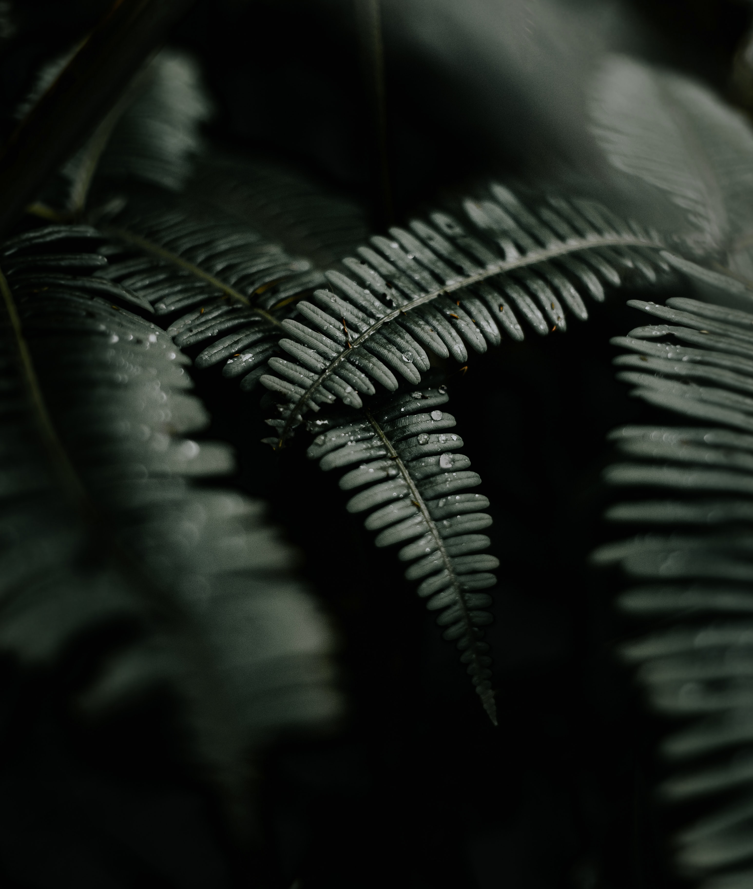 Desktop FHD fern, nature, leaves, drops, dark