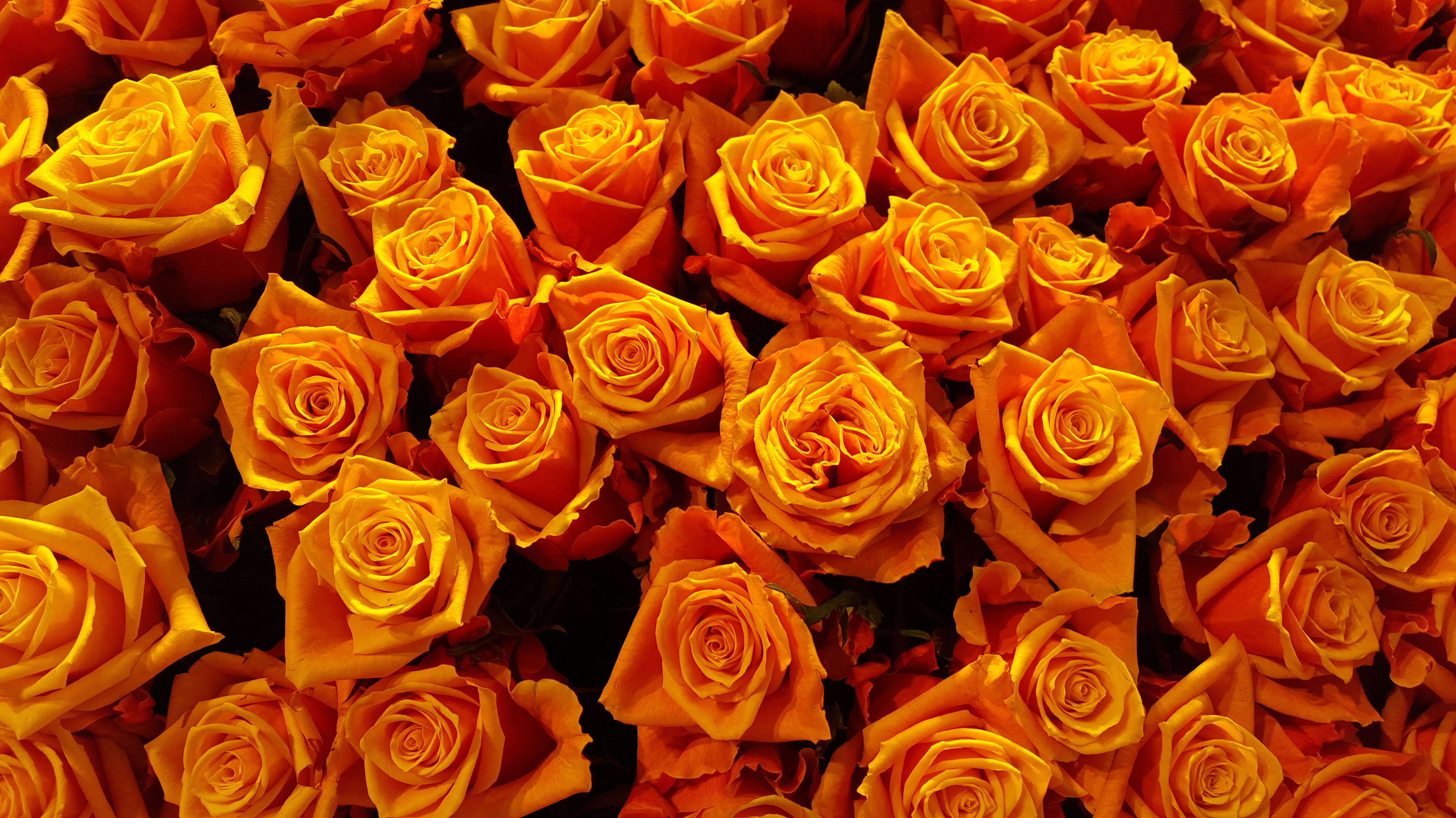 Скачать обои бесплатно Лепестки, Бутоны, Розы, Цветы картинка на рабочий стол ПК