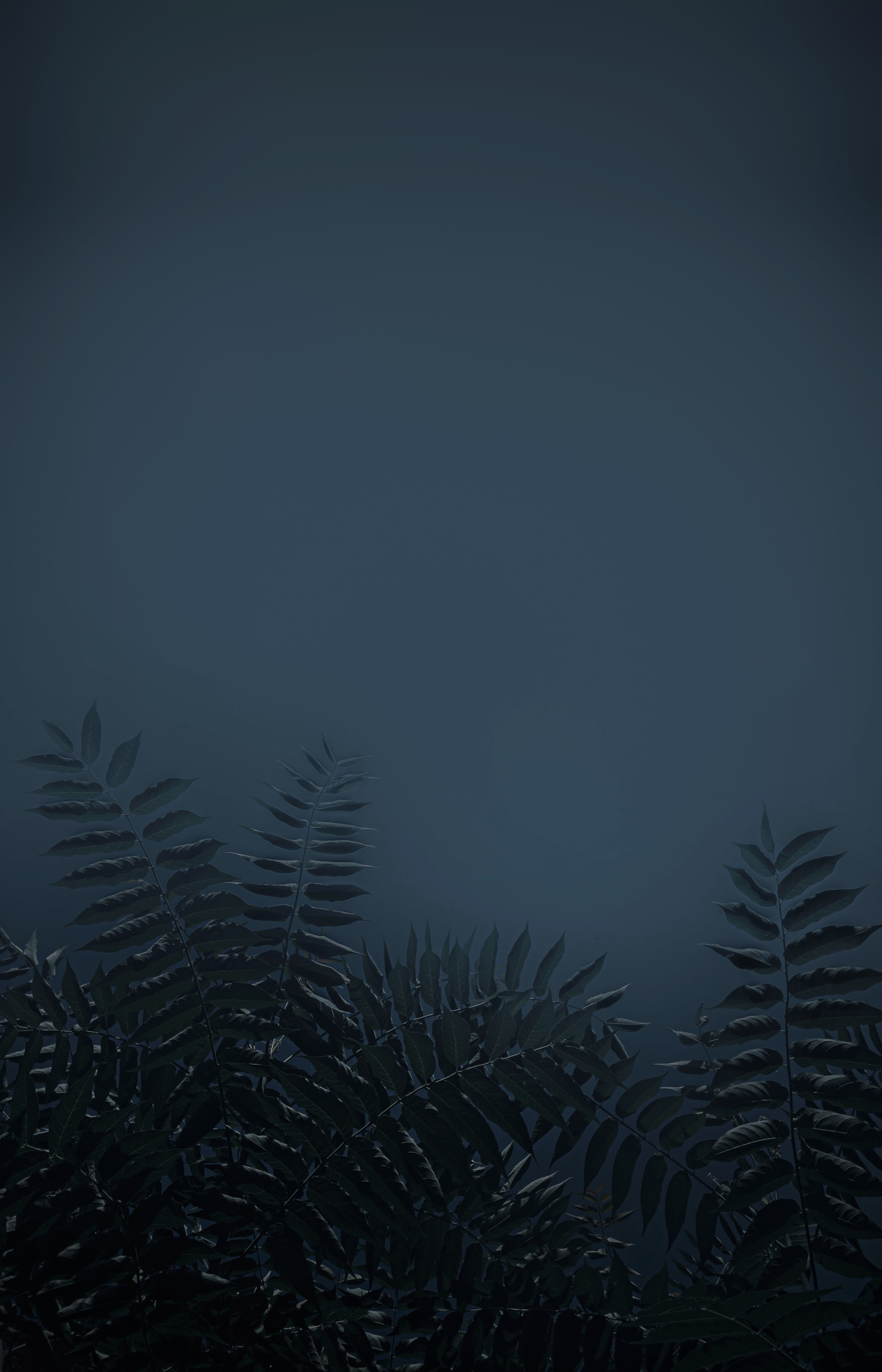 Download mobile wallpaper Branches, Leaves, Plant, Dark for free.
