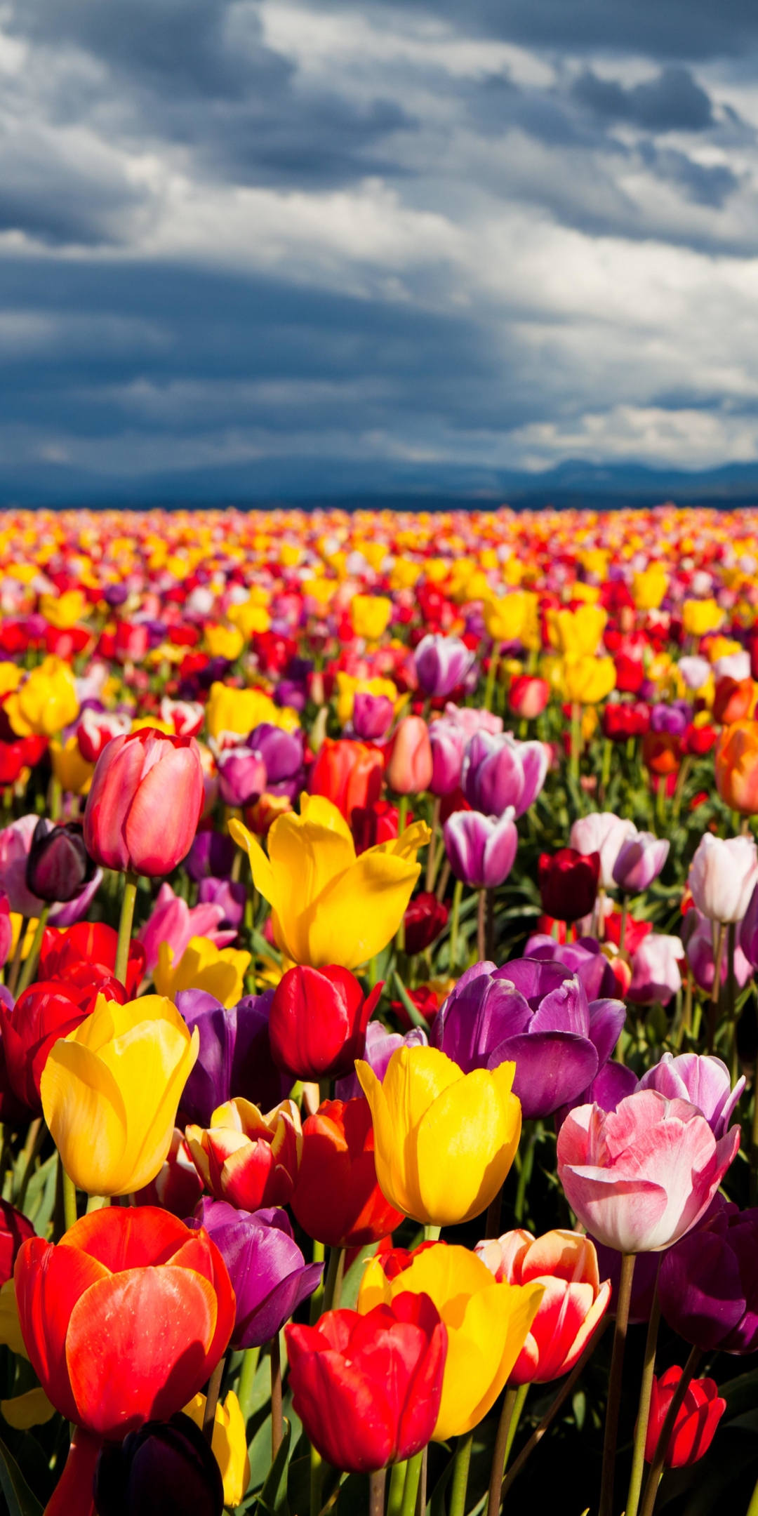 Download mobile wallpaper Landscape, Nature, Flowers, Flower, Earth, Field, Colorful, Tulip for free.