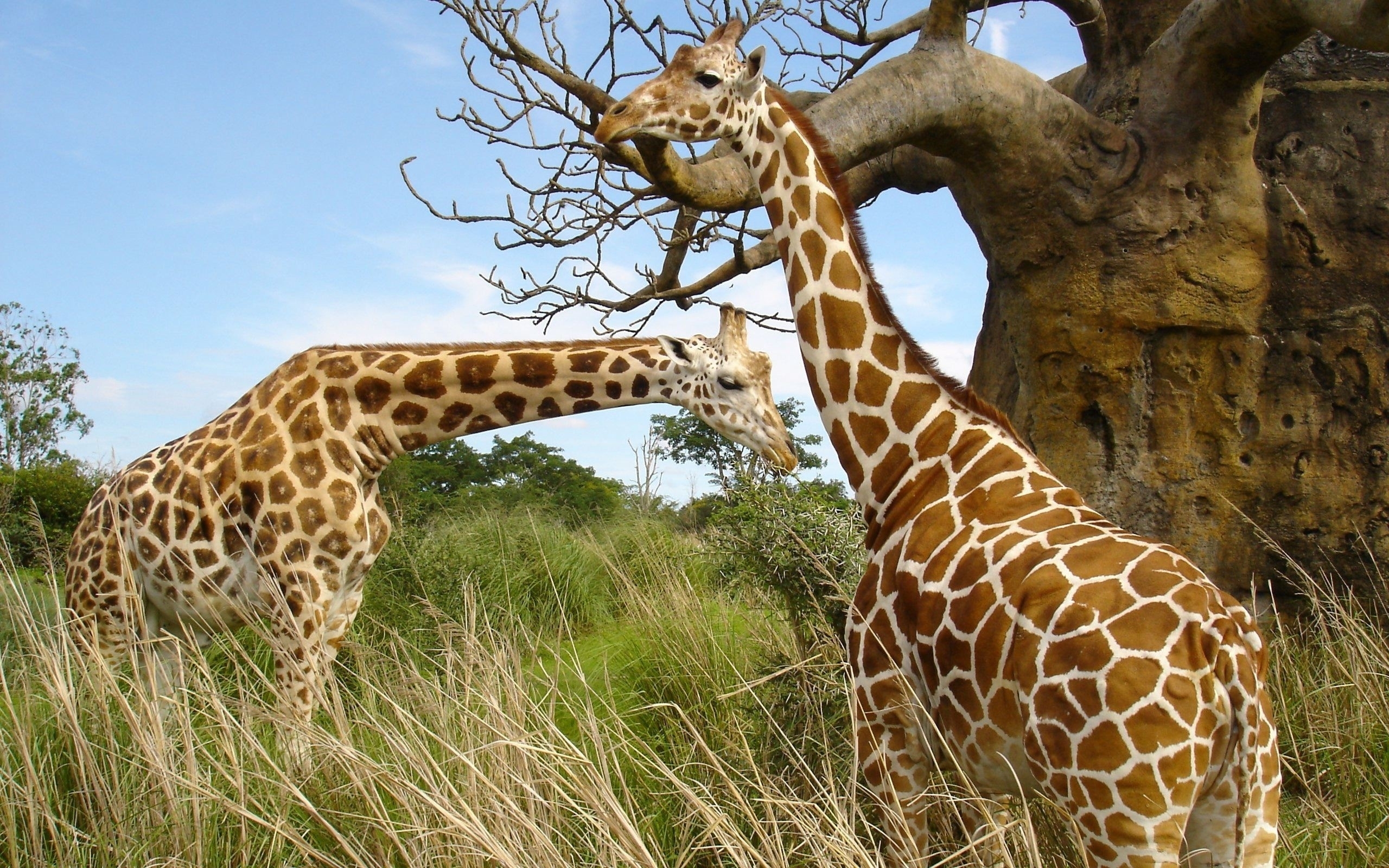 Téléchargez gratuitement l'image Animaux, Girafe sur le bureau de votre PC