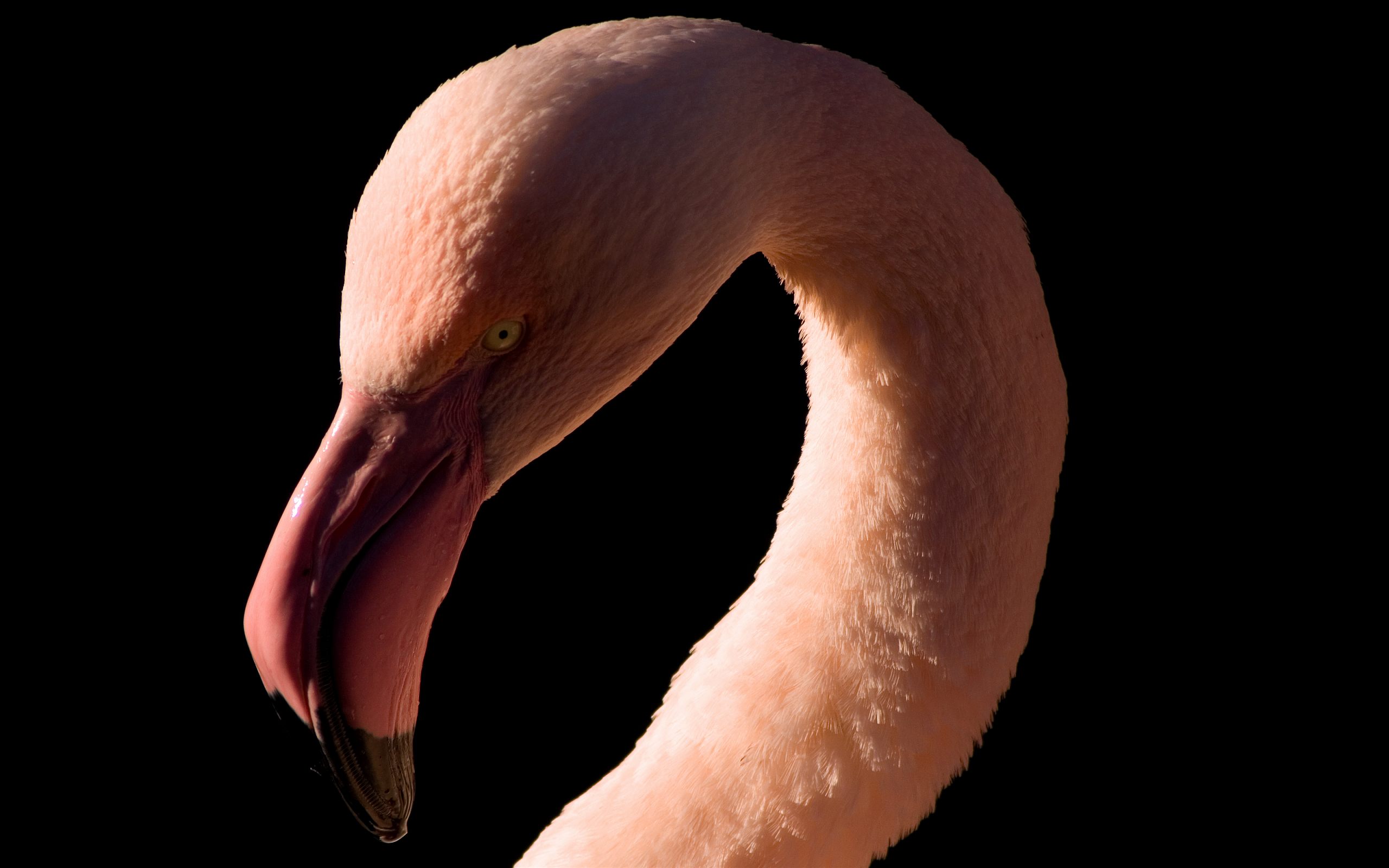 170424 baixar imagens animais, flamingo, aves - papéis de parede e protetores de tela gratuitamente