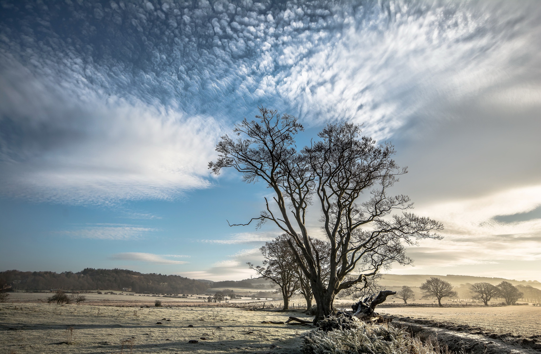 Téléchargez gratuitement l'image Paysage, Arbre, Nuage, Ciel, La Nature, Terre/nature sur le bureau de votre PC