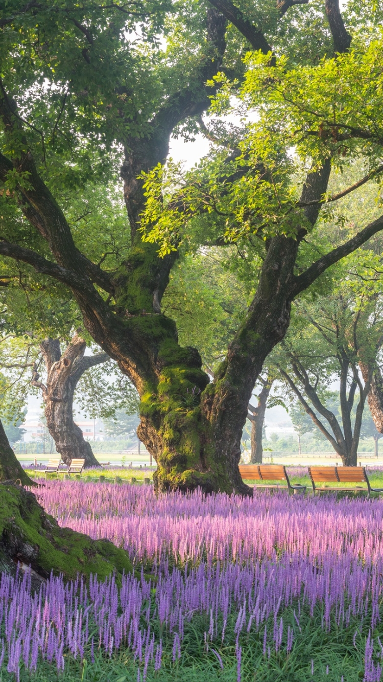 無料モバイル壁紙花, 公園, 春, 写真撮影, 紫色の花をダウンロードします。