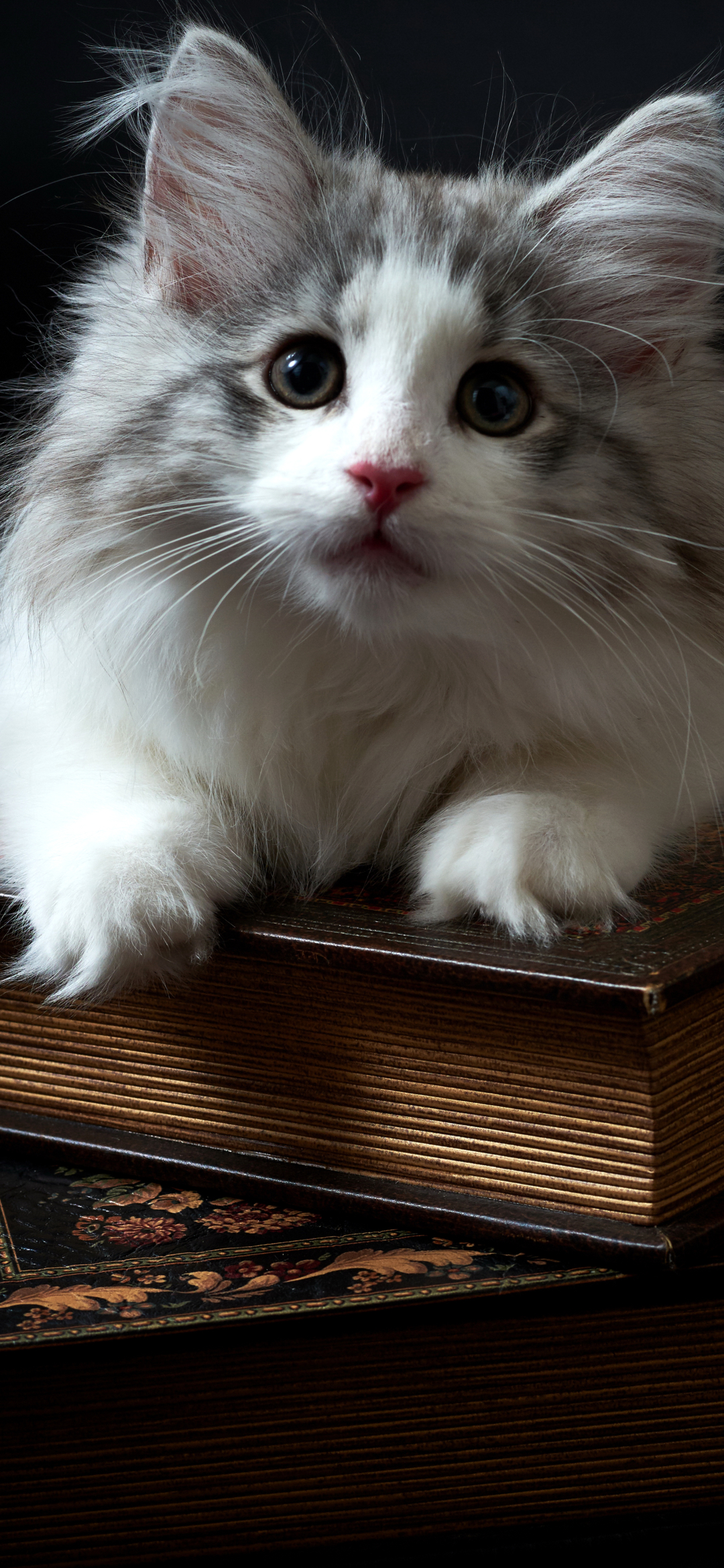 Download mobile wallpaper Cats, Cat, Kitten, Animal for free.