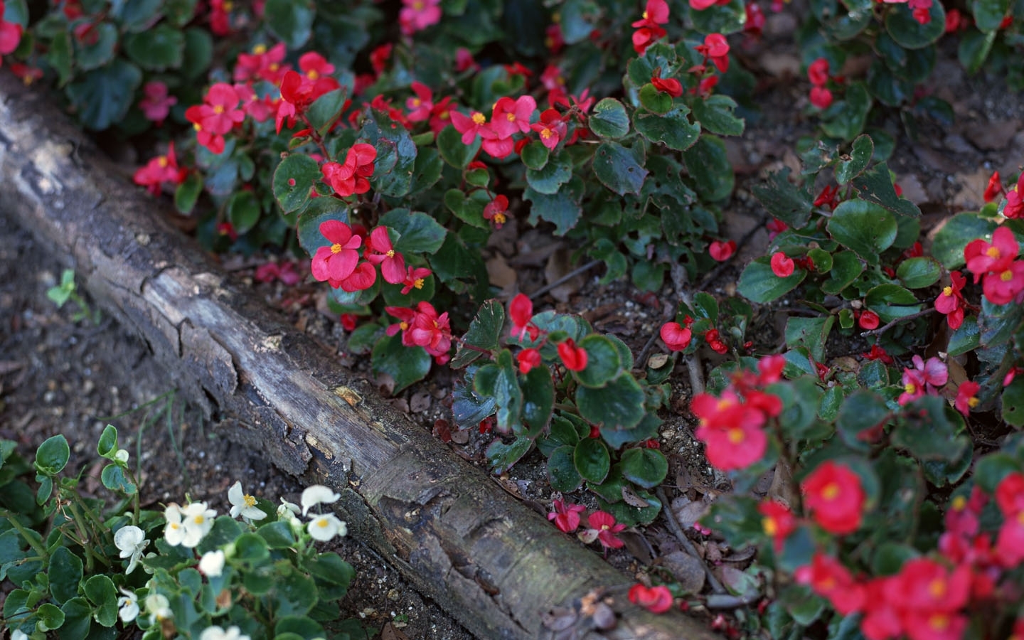 Laden Sie das Blumen, Blume, Erde/natur, Planze-Bild kostenlos auf Ihren PC-Desktop herunter