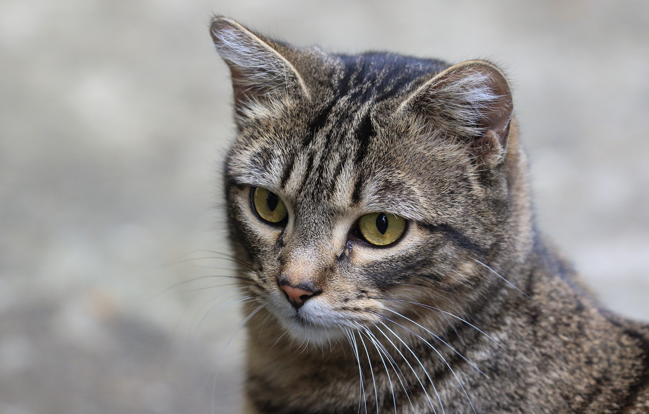 Baixar papel de parede para celular de Animais, Gatos, Gato gratuito.