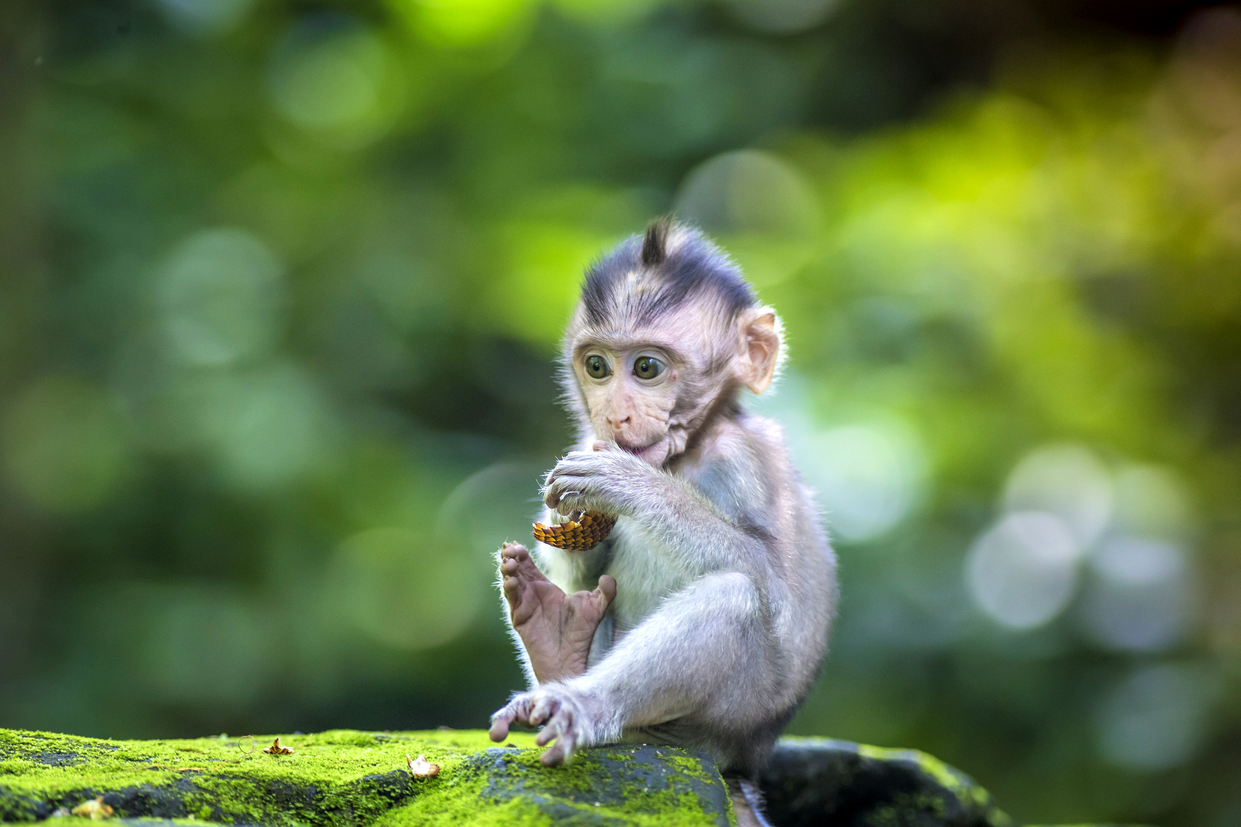Download mobile wallpaper Monkeys, Monkey, Animal, Bokeh, Baby Animal for free.