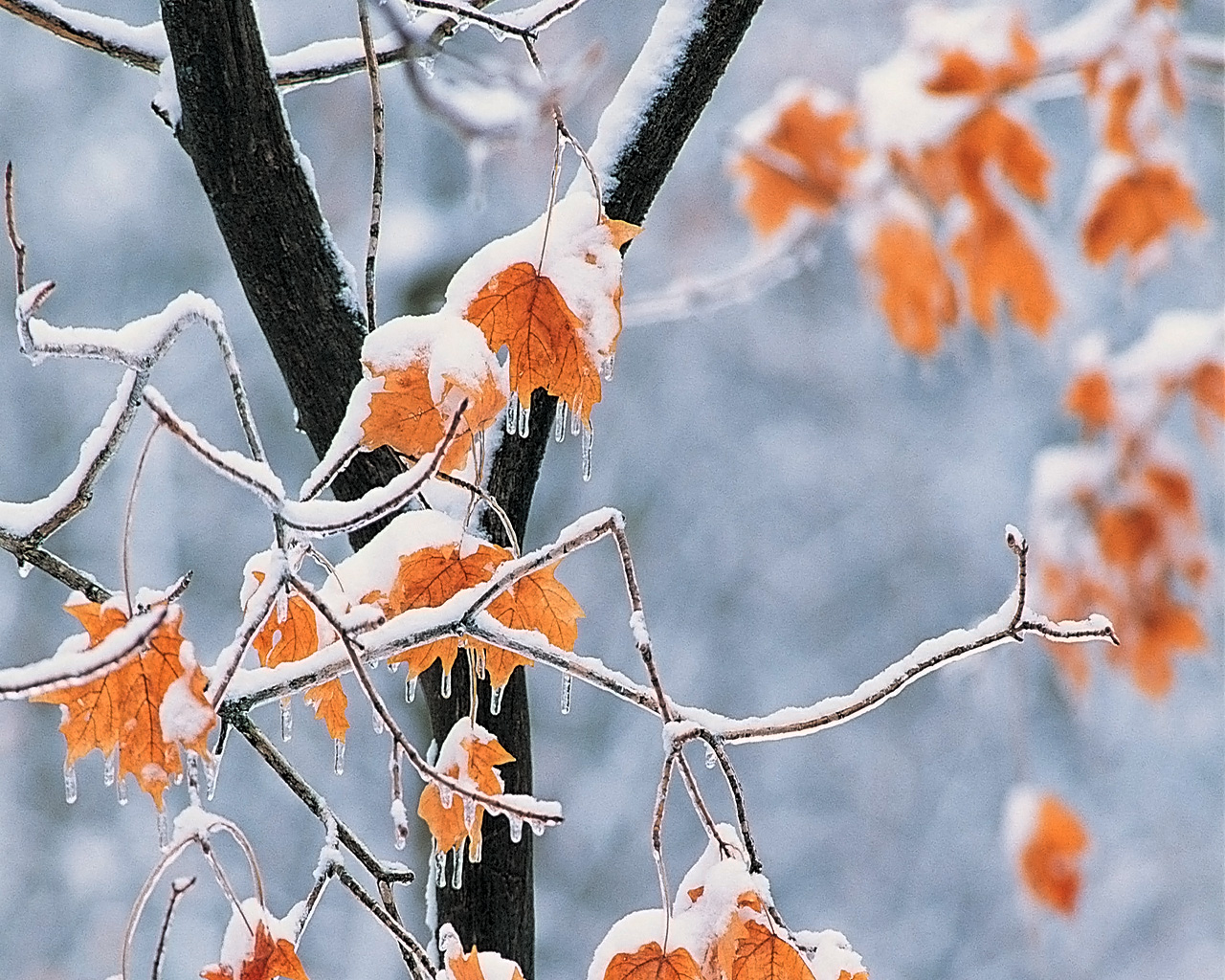 Download mobile wallpaper Winter, Leaf, Earth for free.