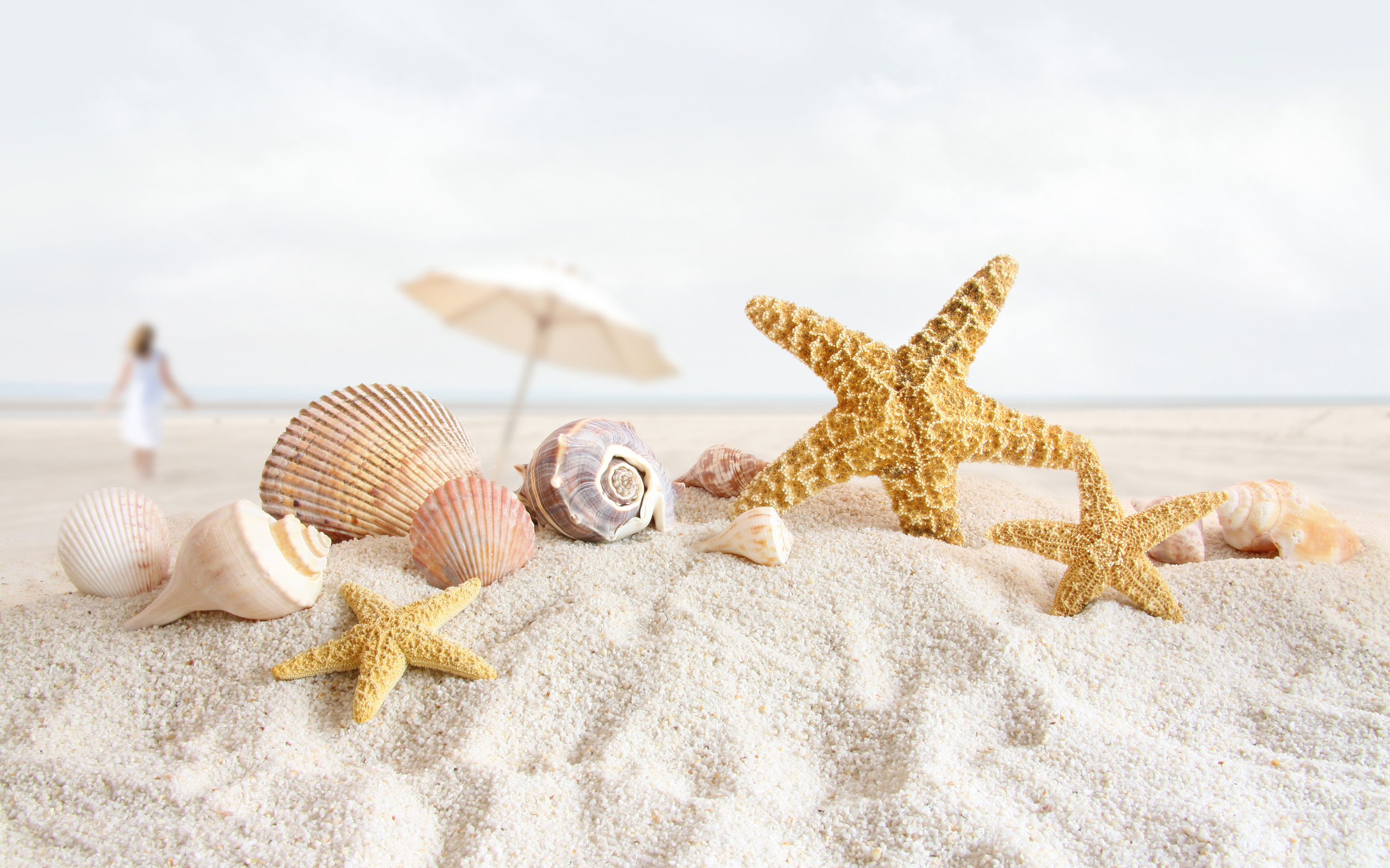Laden Sie das Sand, Sommer, Muschel, Fotografie, Seestern, Feiertag-Bild kostenlos auf Ihren PC-Desktop herunter