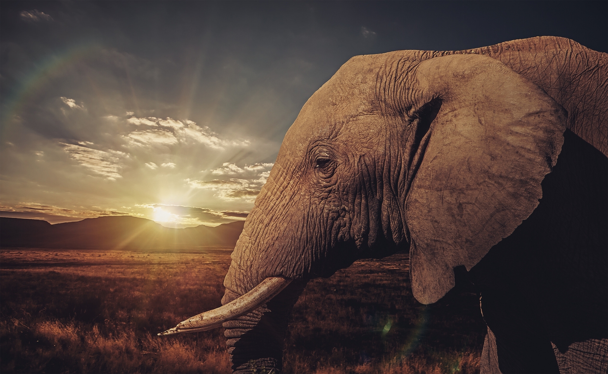 375416 завантажити шпалери тварина, африканський чагарниковий слон, саванна, захід сонця, слони - заставки і картинки безкоштовно