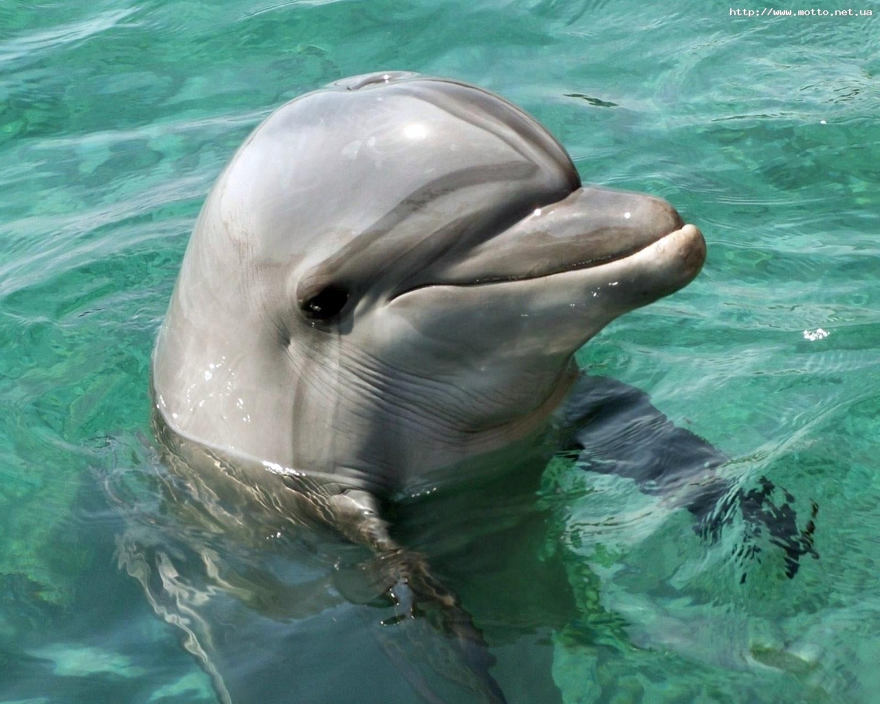 Descarga gratuita de fondo de pantalla para móvil de Delfines, Animales, Peces.