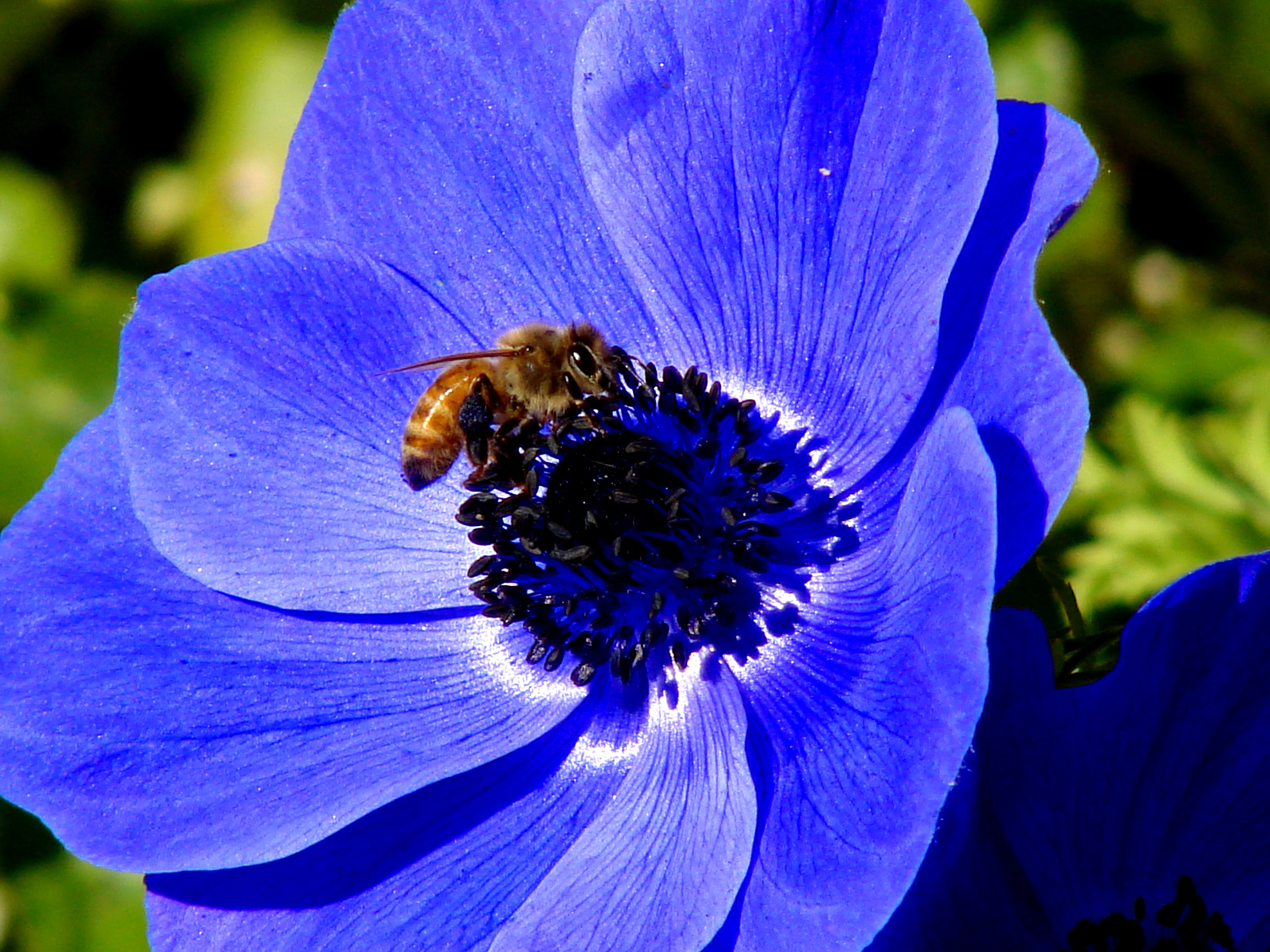 Скачать обои бесплатно Природа, Пчела, Макро, Цветок картинка на рабочий стол ПК