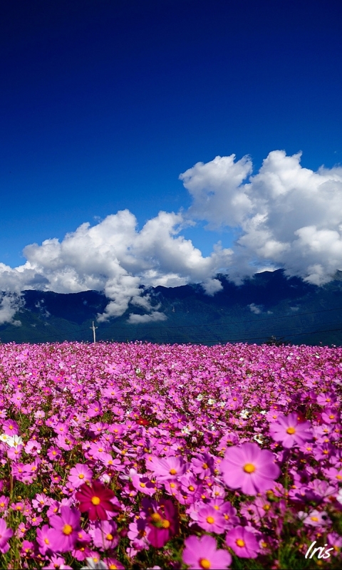 Download mobile wallpaper Landscape, Flowers, Sky, Mountain, Flower, Earth, Field, Cloud, Scenic for free.