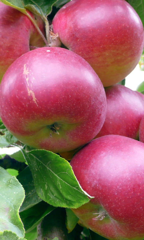 Descarga gratuita de fondo de pantalla para móvil de Frutas, Manzana, Alimento.