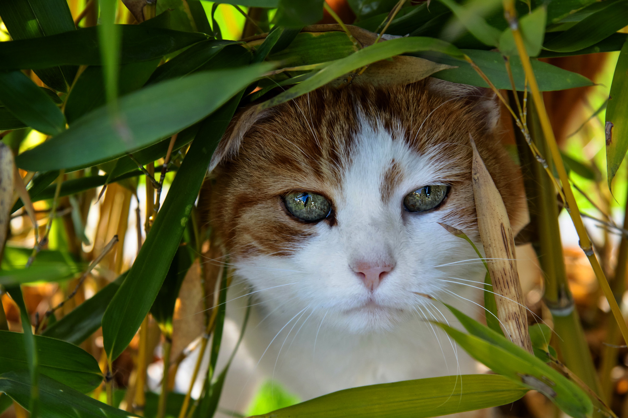 Descarga gratuita de fondo de pantalla para móvil de Gato, Gatos, Animales.