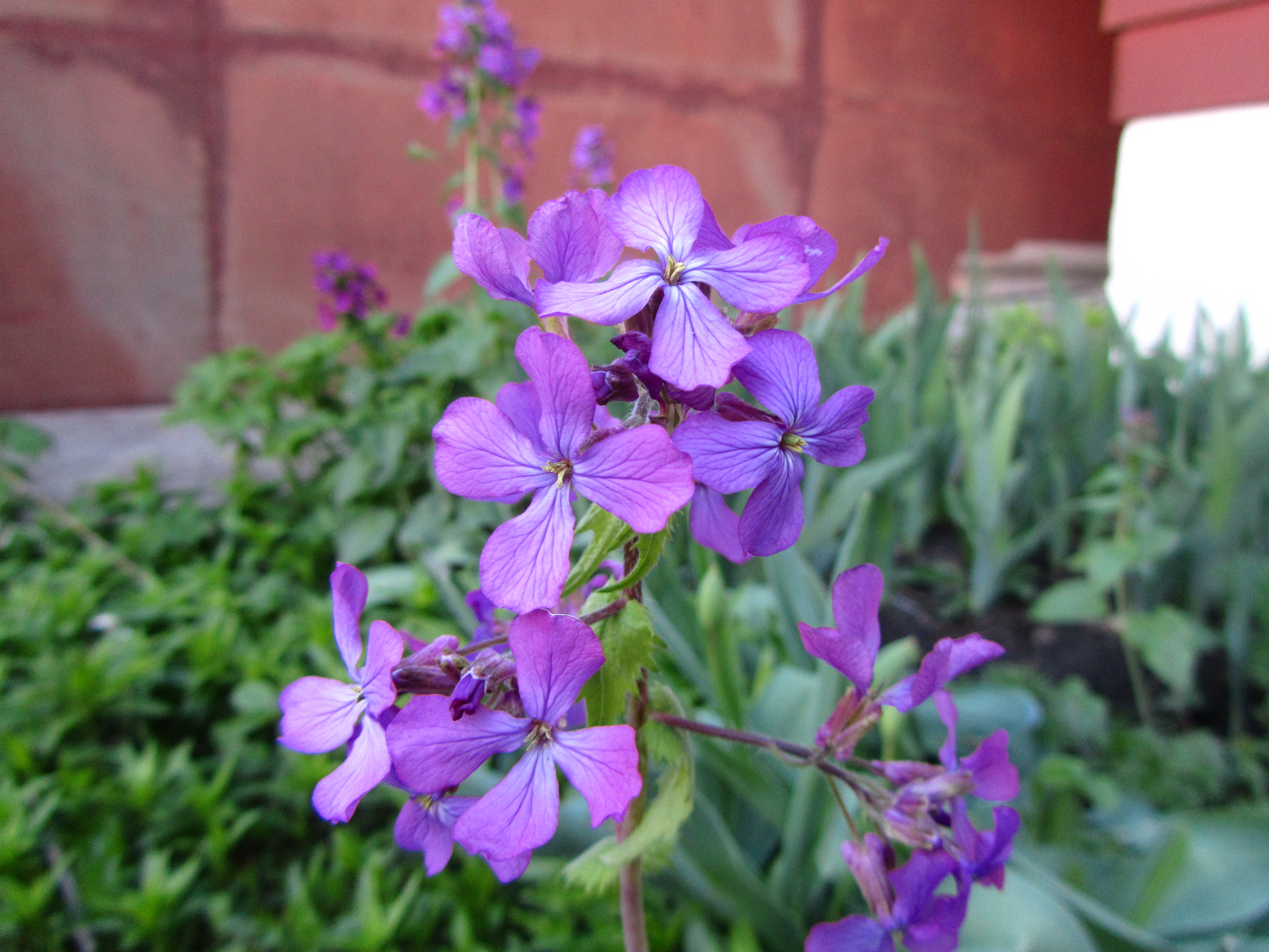 Descarga gratis la imagen Flor, Tierra/naturaleza en el escritorio de tu PC