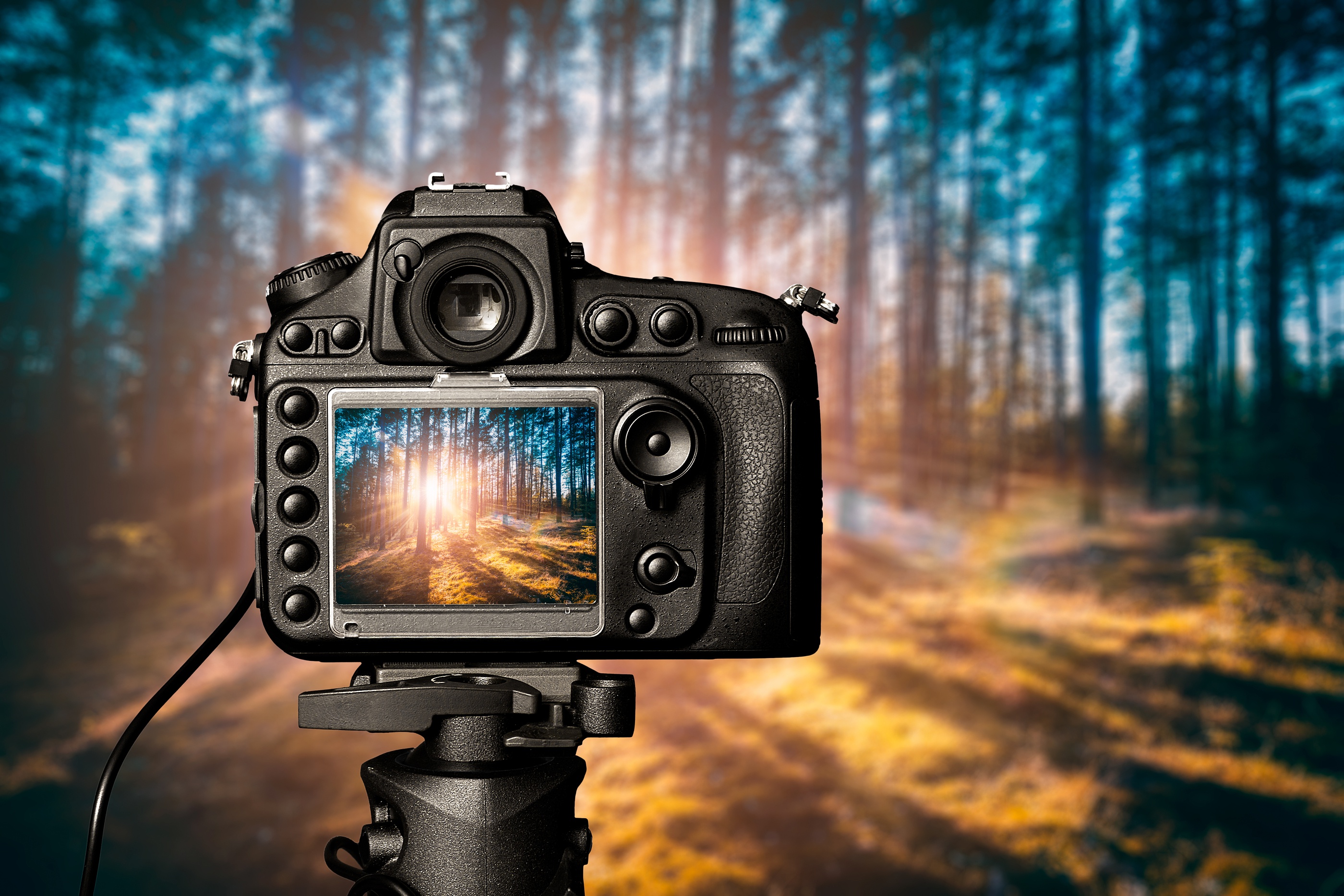 PCデスクトップに森, カメラ, サンビーム, マンメイド, 被写界深度画像を無料でダウンロード