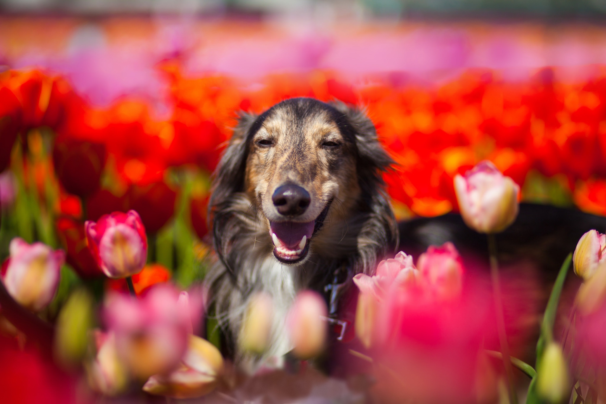 438836 скачать обои животные, борзая, собака, цветок, тюльпан, собаки - заставки и картинки бесплатно