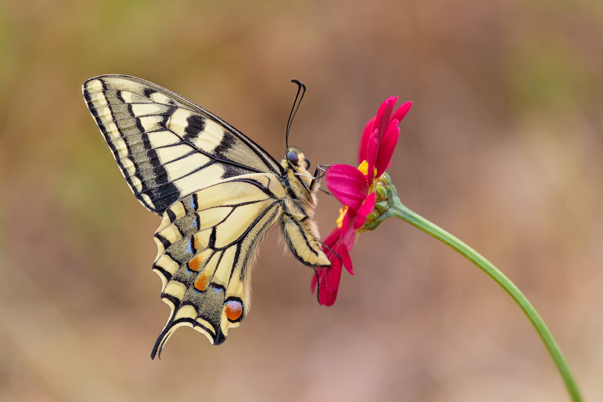 Download mobile wallpaper Flower, Macro, Insect, Butterfly, Animal for free.