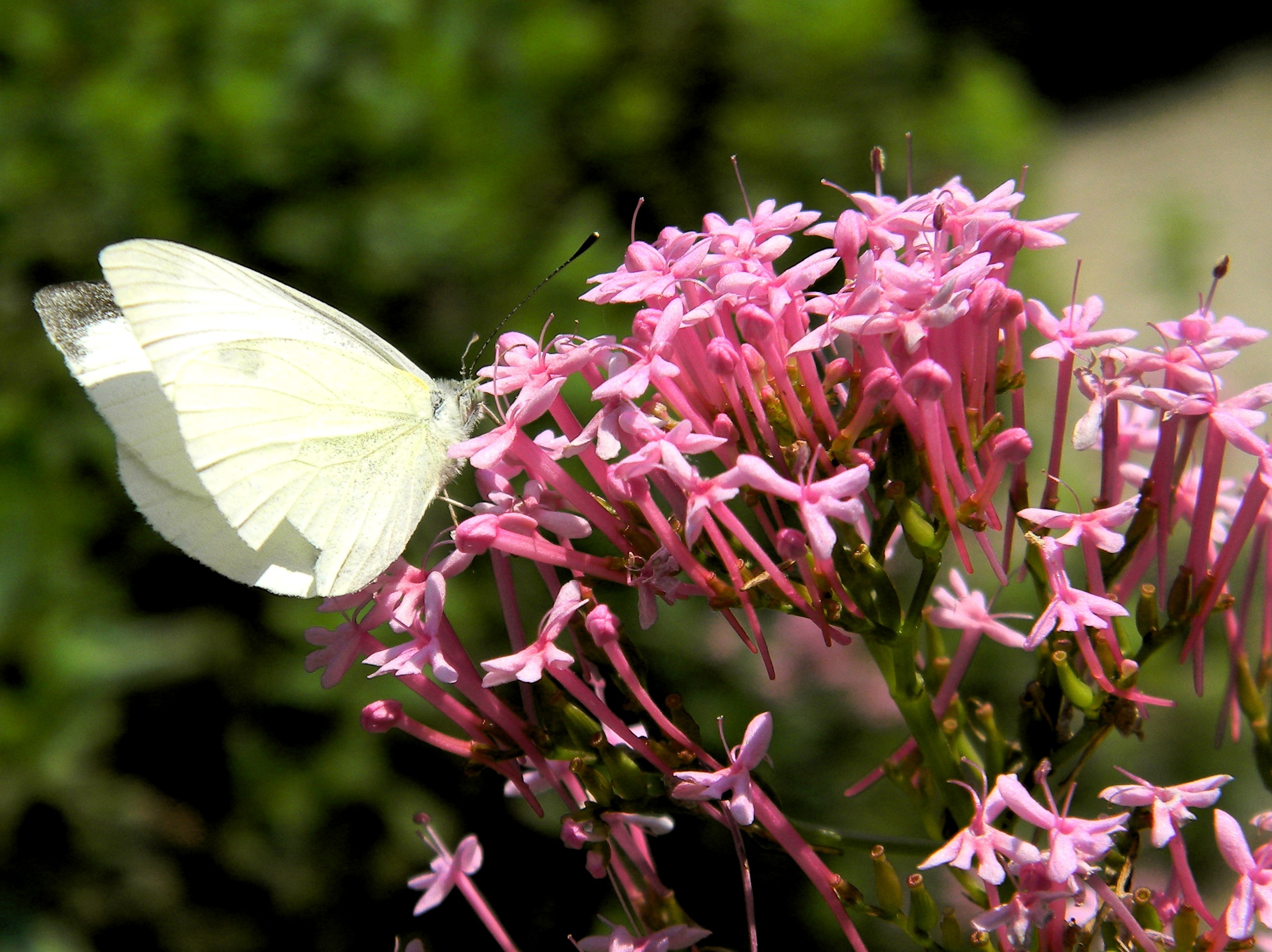 無料モバイル壁紙動物, 蝶, 花をダウンロードします。