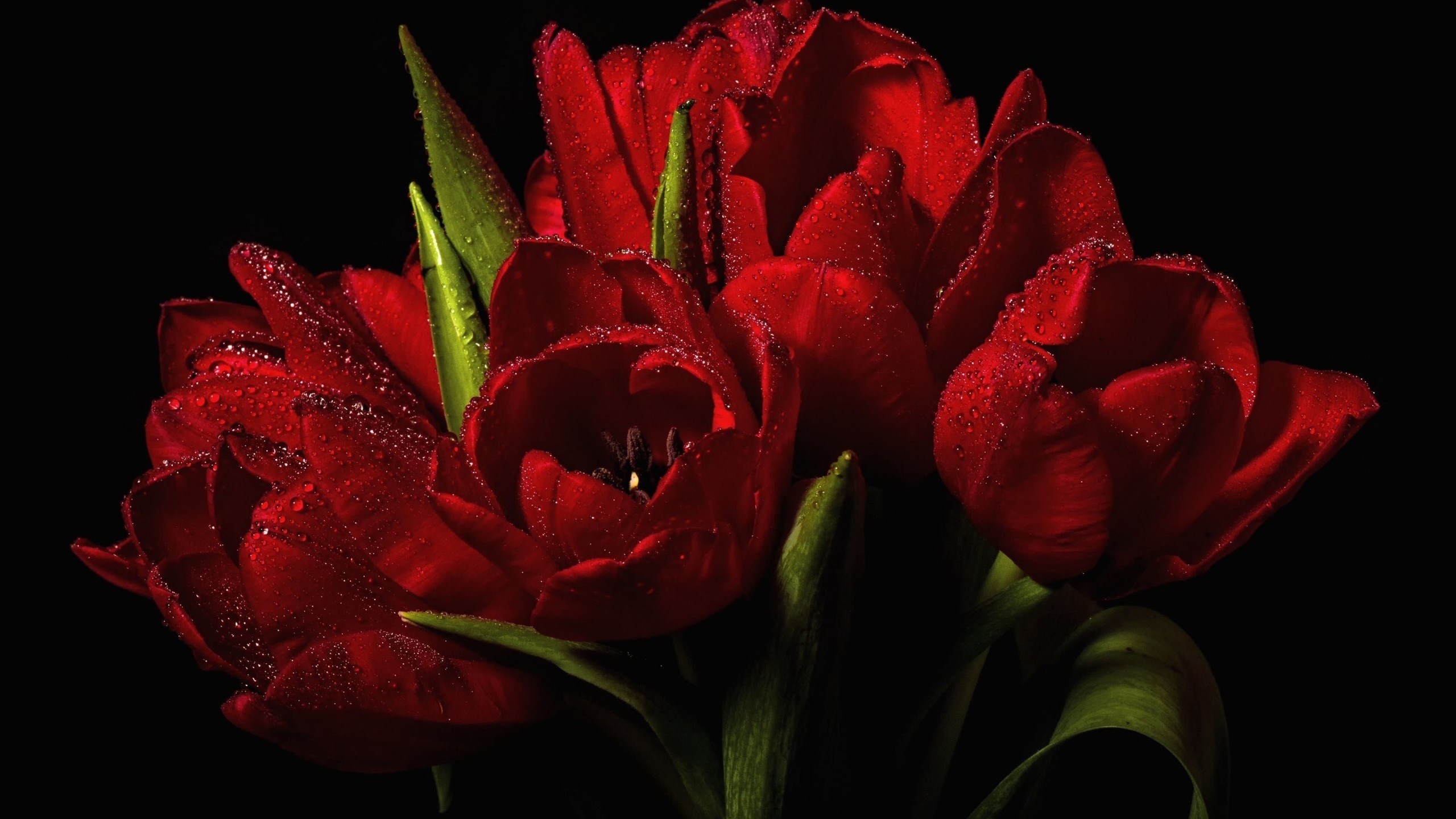 Download mobile wallpaper Flowers, Flower, Close Up, Leaf, Earth, Tulip, Red Flower, Water Drop for free.