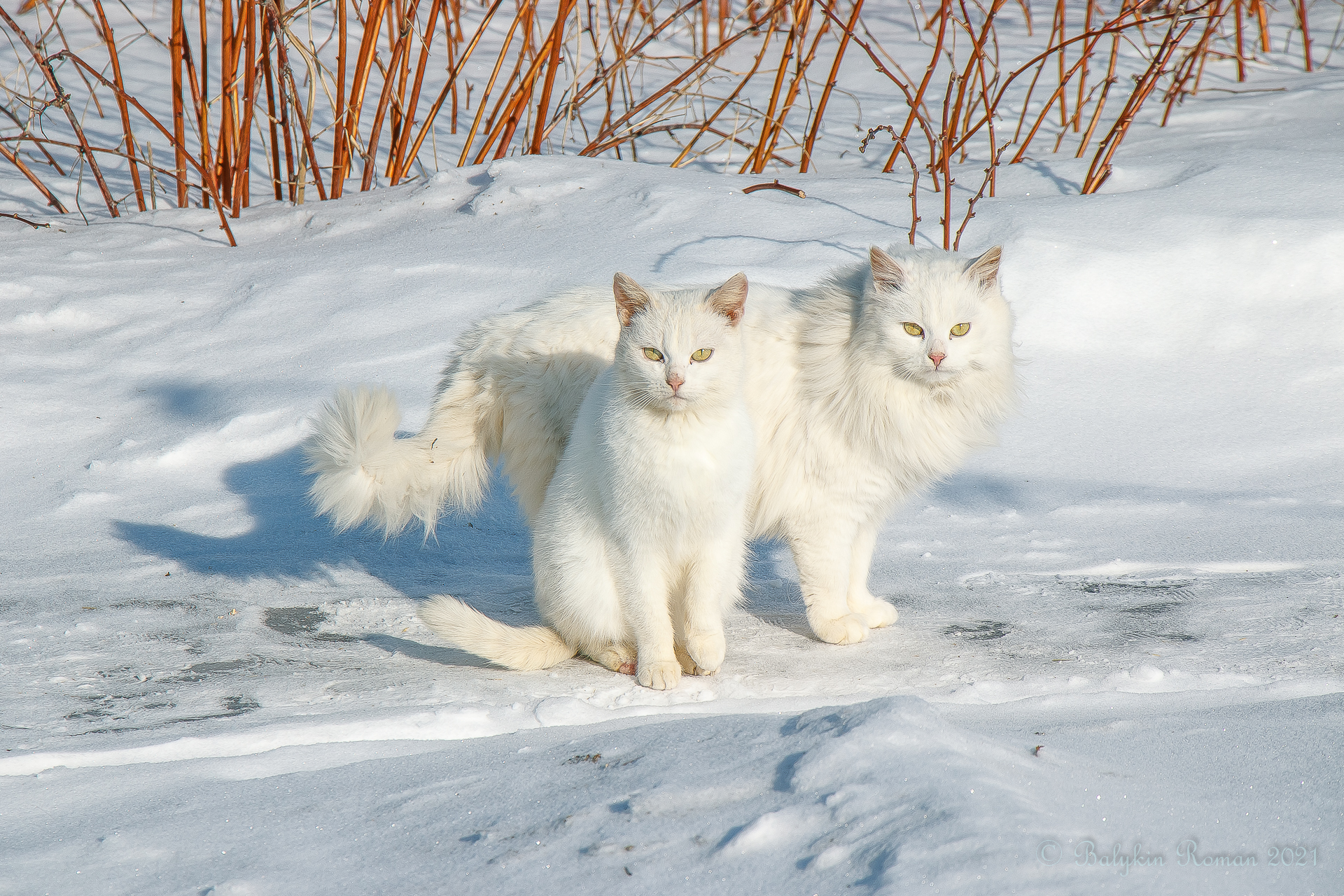 Descarga gratuita de fondo de pantalla para móvil de Animales, Gatos, Gato.