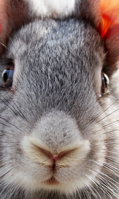 Handy-Wallpaper Tiere, Hase kostenlos herunterladen.