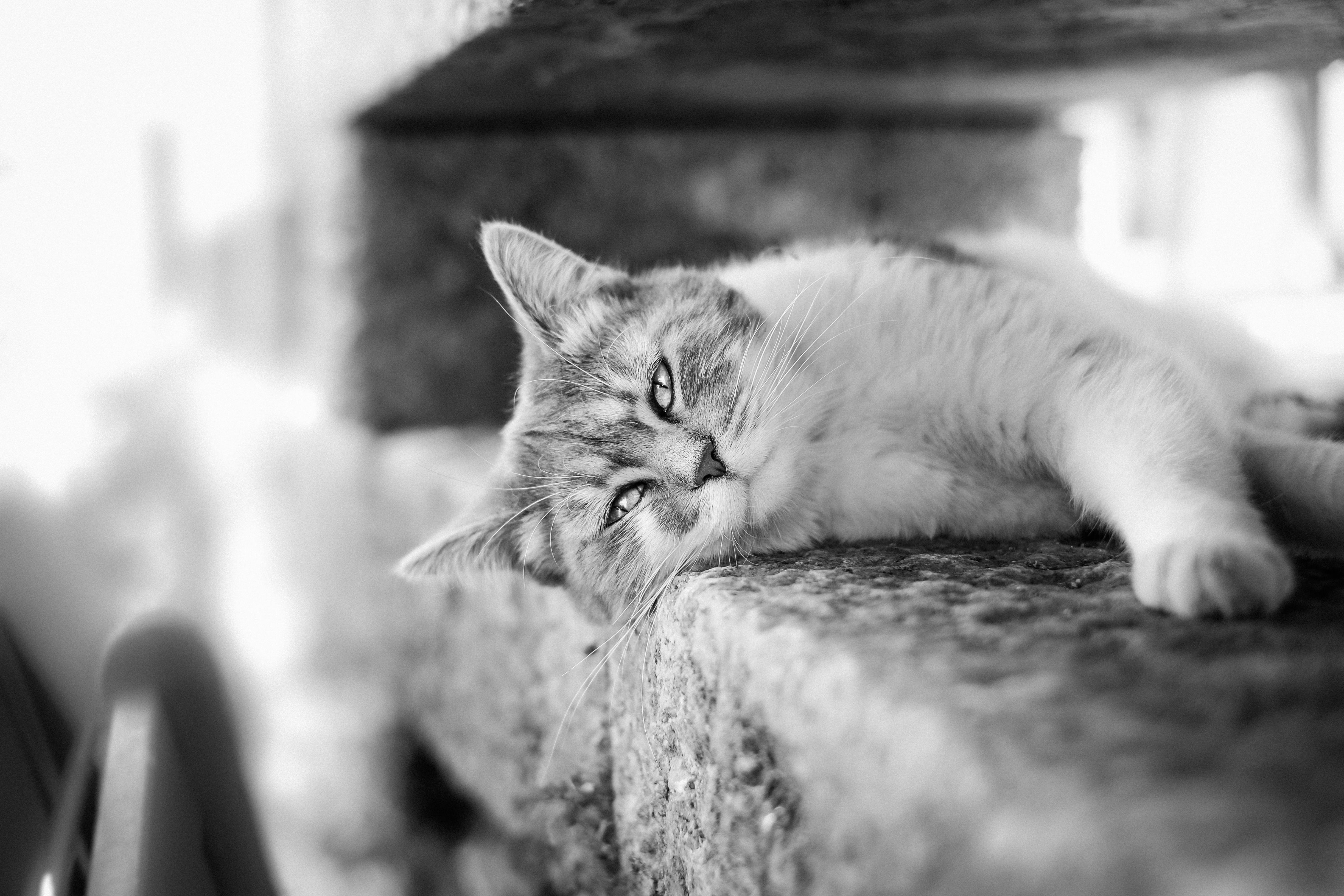 Free download wallpaper Cats, Cat, Animal, Resting, Black & White on your PC desktop