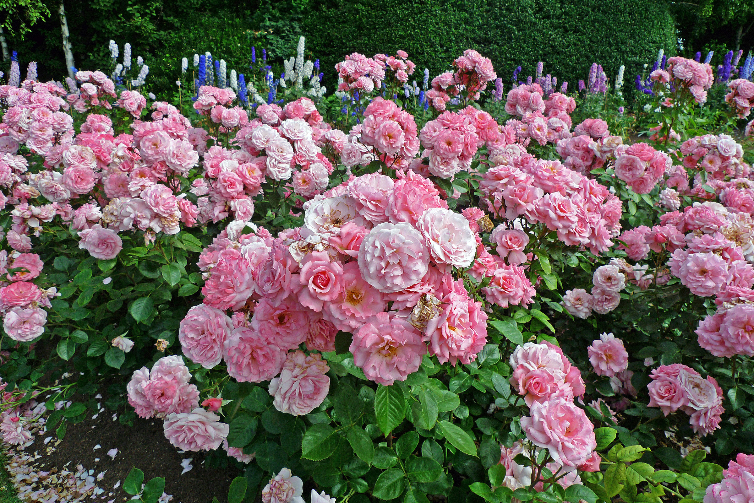 Handy-Wallpaper Natur, Blumen, Blume, Rose, Erde/natur, Pinke Blume, Rosenstrauch kostenlos herunterladen.