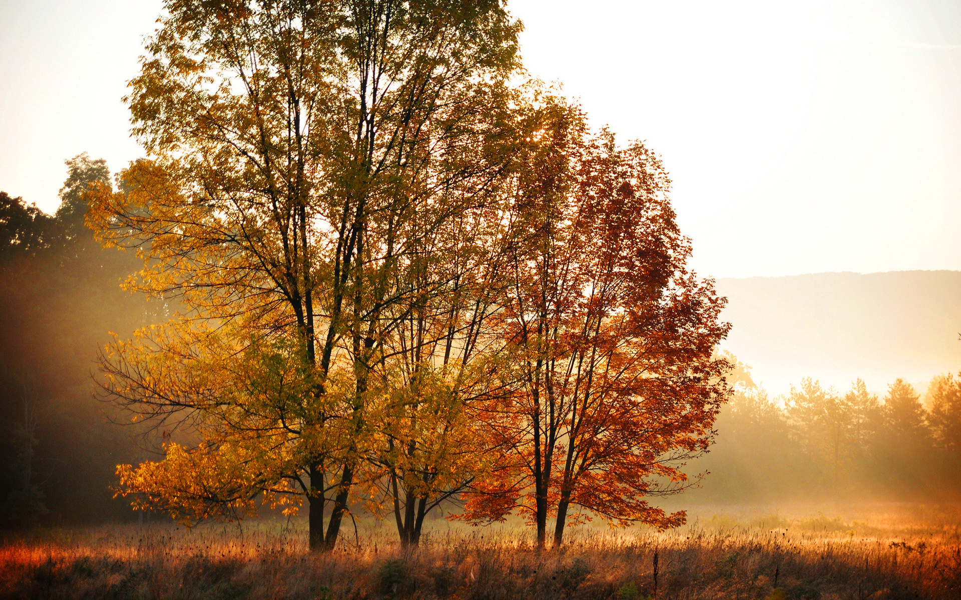 Descarga gratis la imagen Otoño, Tierra/naturaleza en el escritorio de tu PC