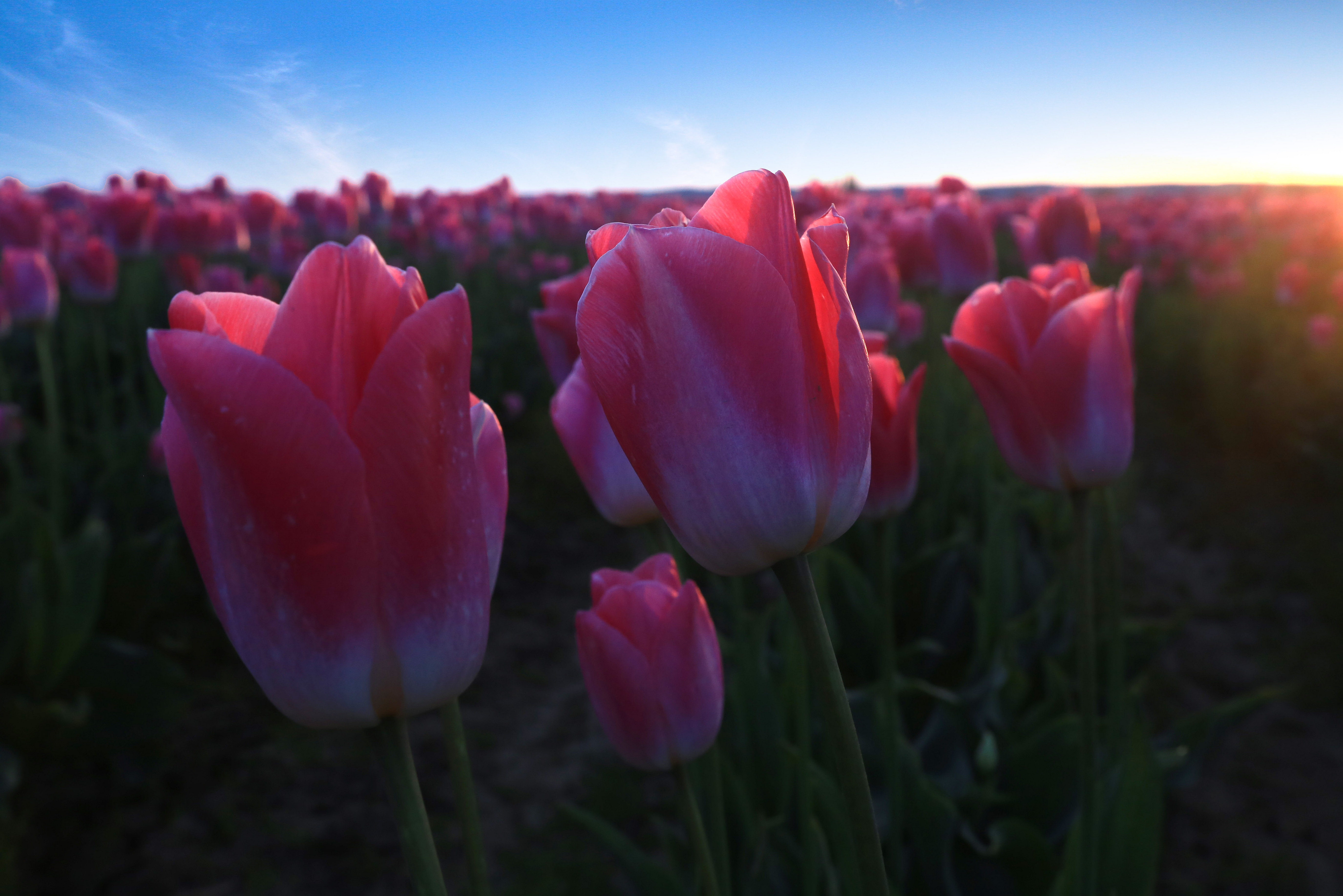 Download mobile wallpaper Tulip, Flowers, Earth for free.