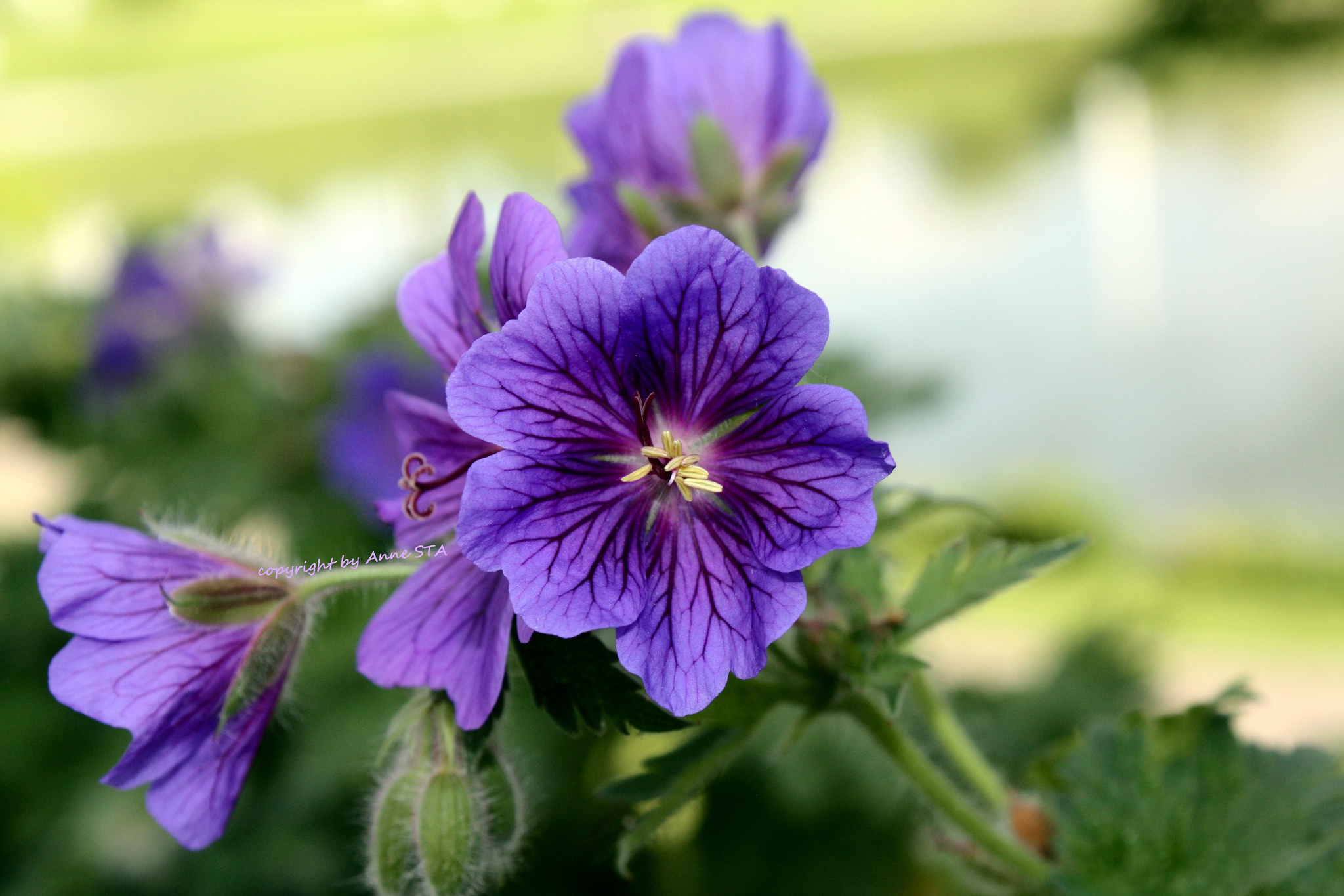 Descarga gratis la imagen Flores, Flor, Tierra/naturaleza en el escritorio de tu PC