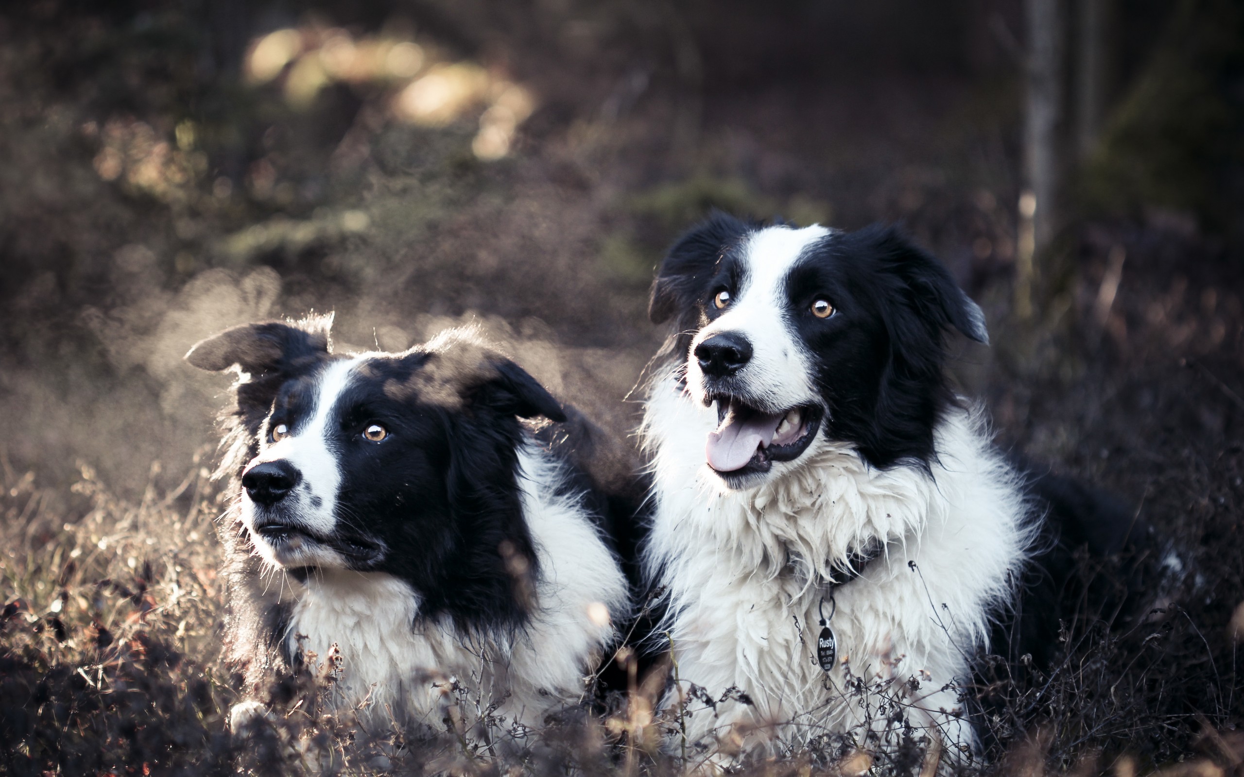 Download mobile wallpaper Border Collie, Dogs, Animal for free.