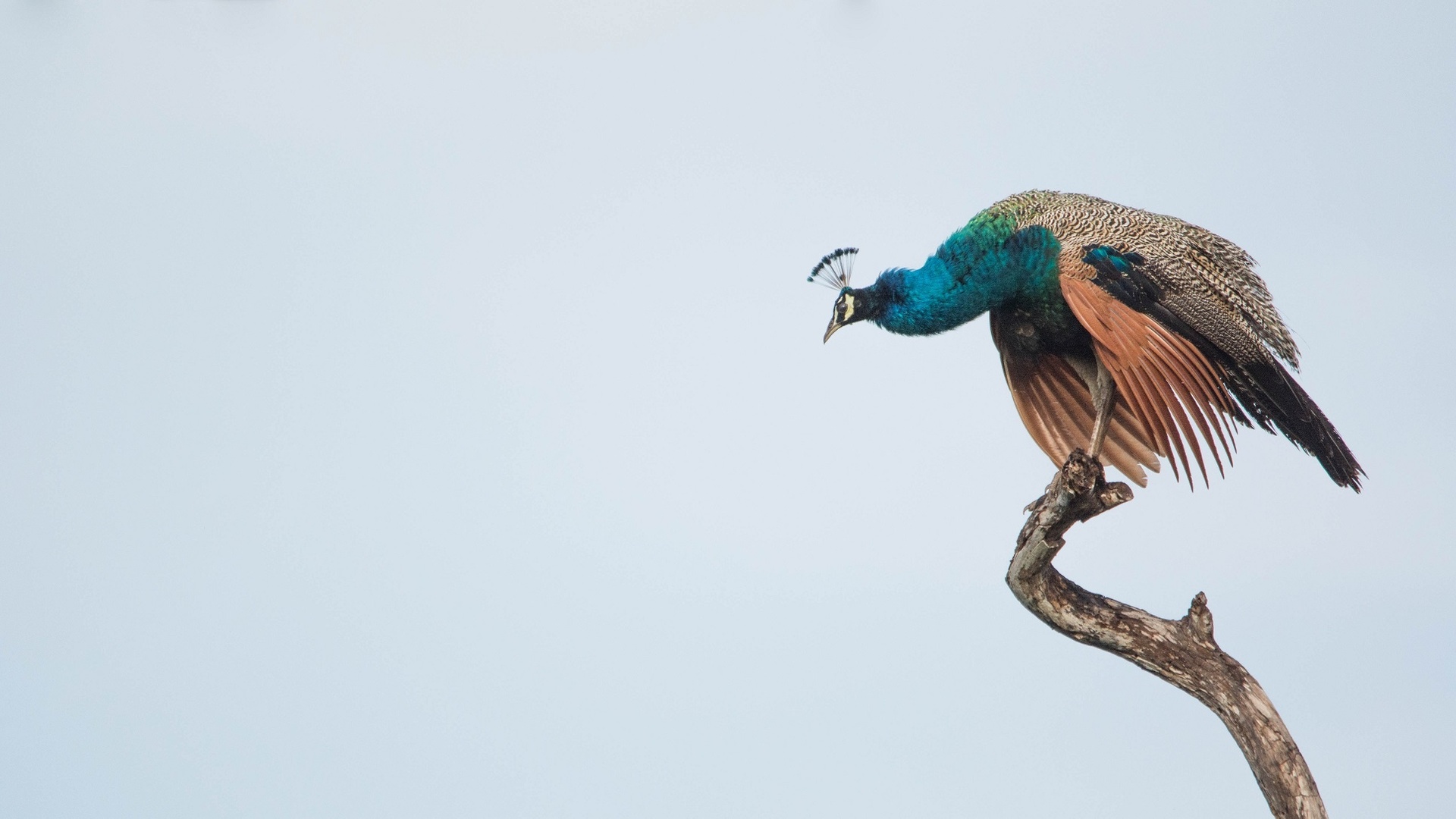 Téléchargez gratuitement l'image Animaux, Paon, Des Oiseaux sur le bureau de votre PC