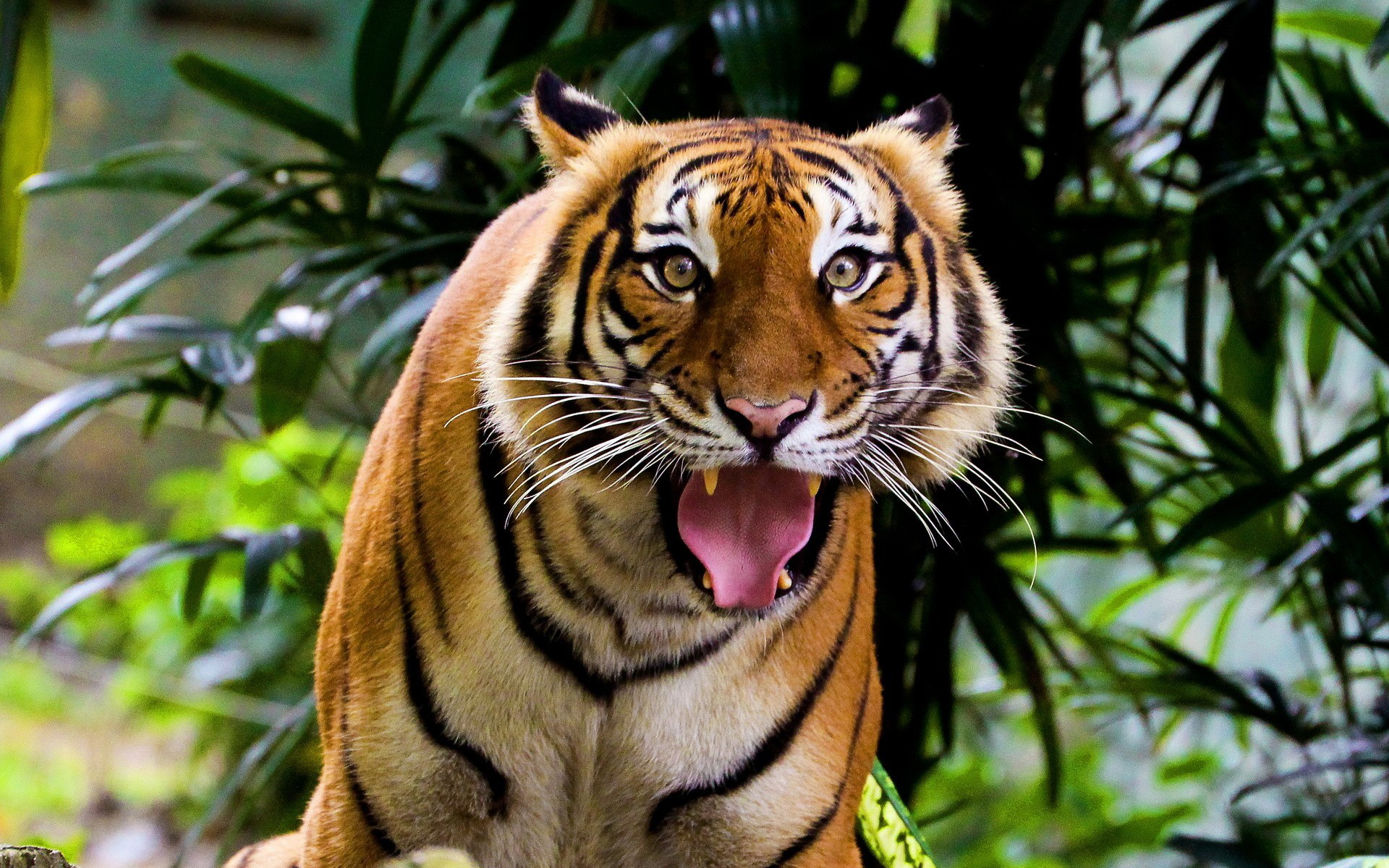 Download mobile wallpaper Cats, Tiger, Animal for free.