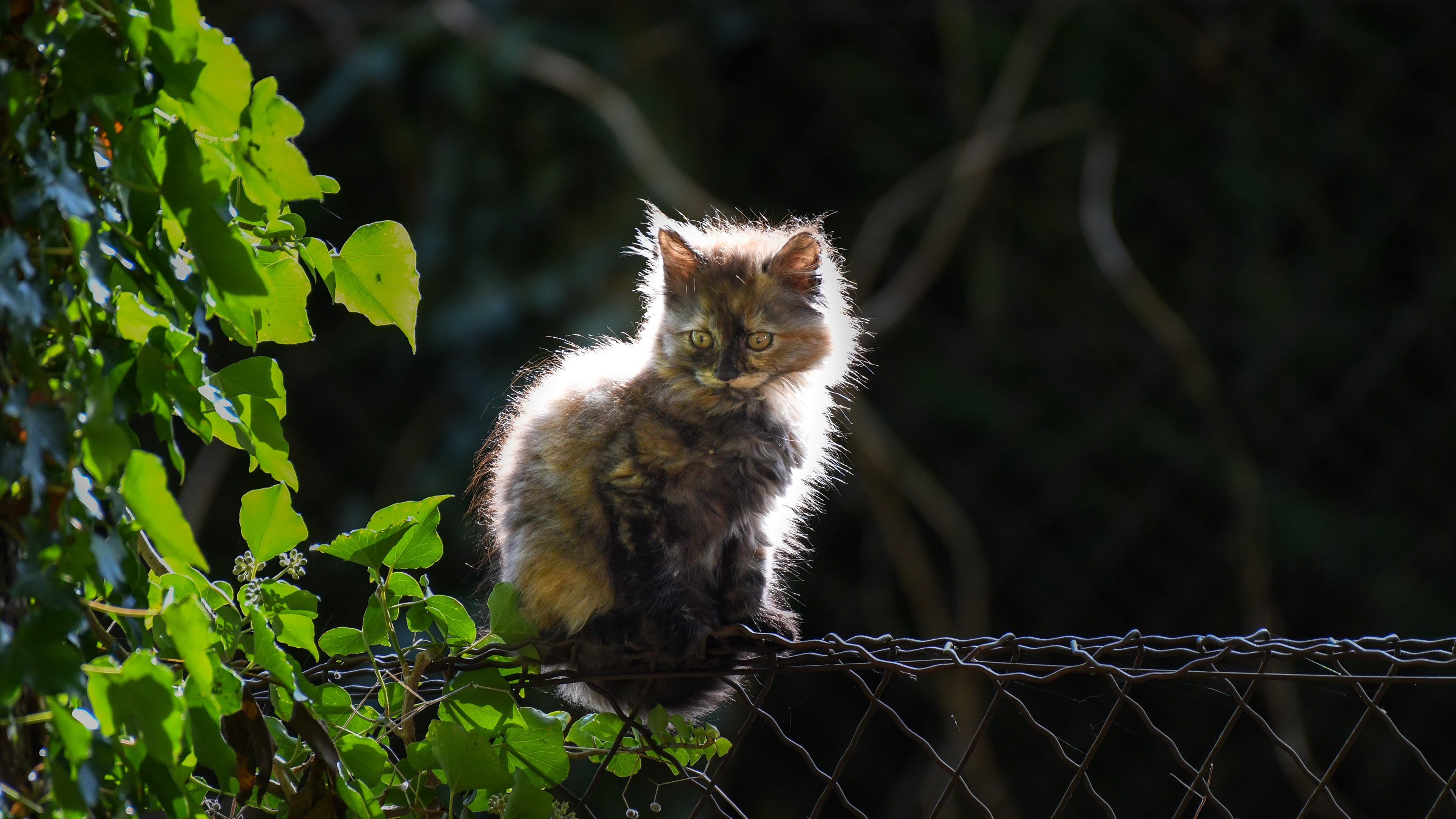 Handy-Wallpaper Tiere, Katzen, Katze kostenlos herunterladen.