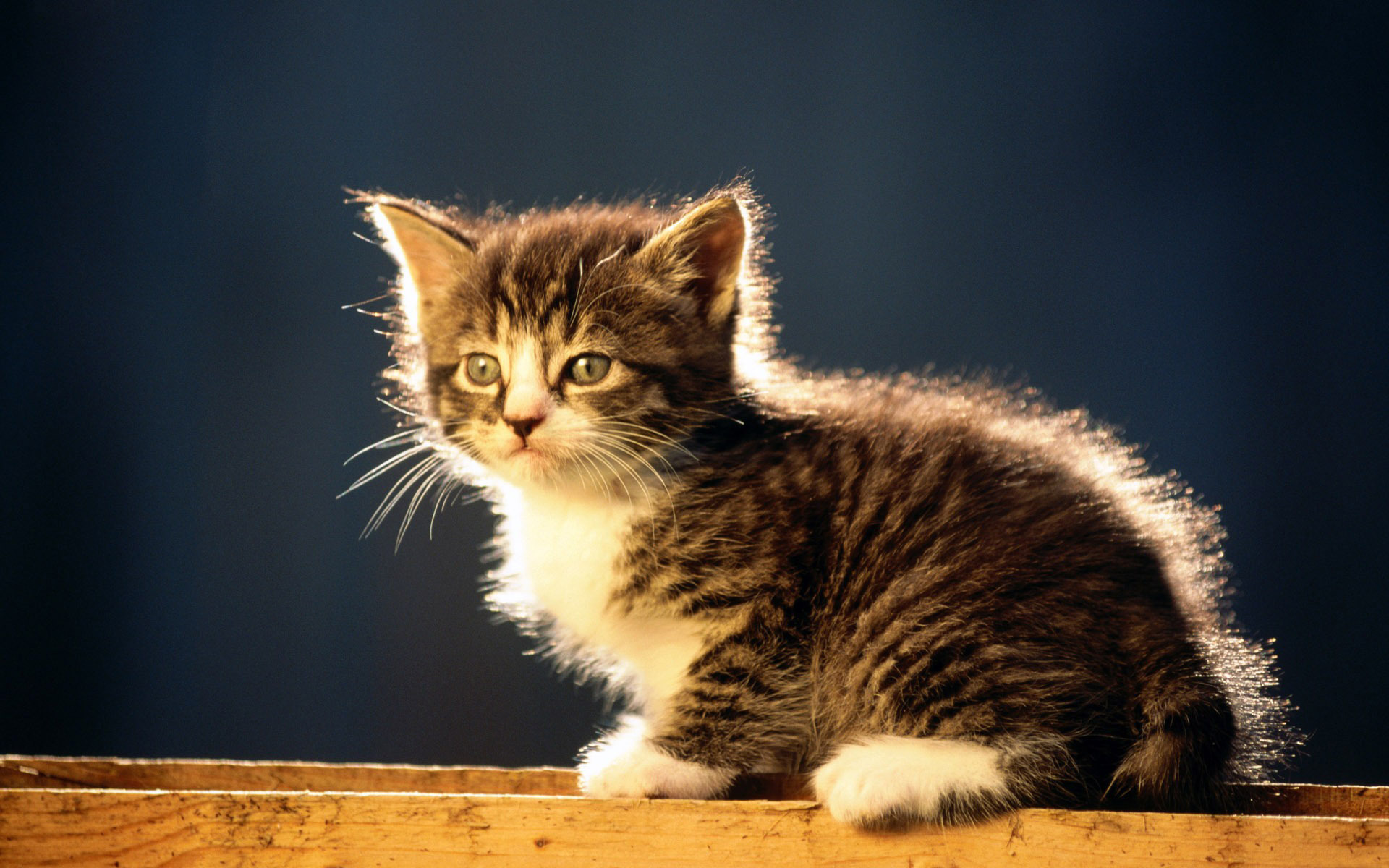 Baixe gratuitamente a imagem Animais, Gatos, Gato na área de trabalho do seu PC