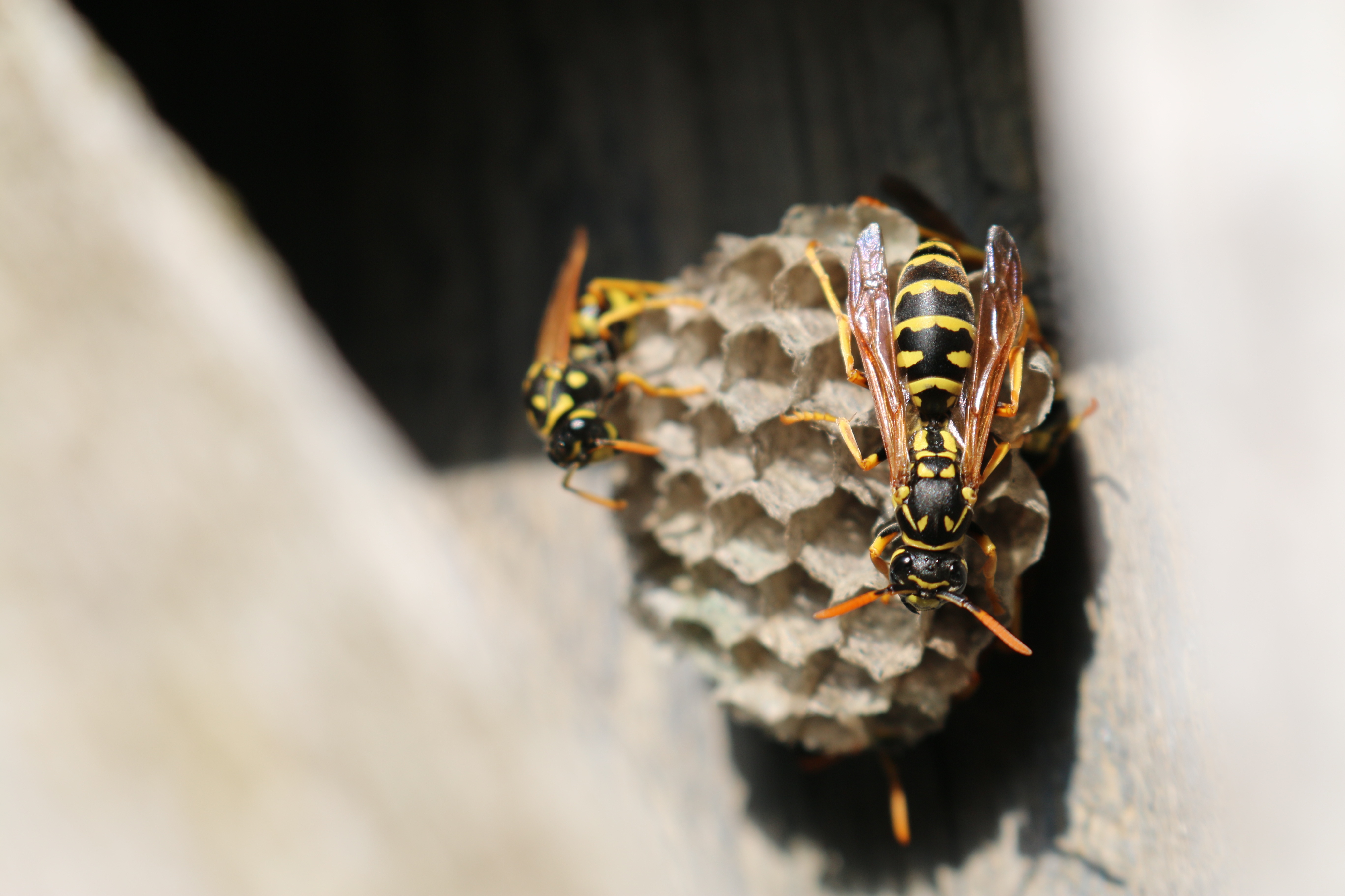 wallpapers close up, macro, wasp, hive, beehive