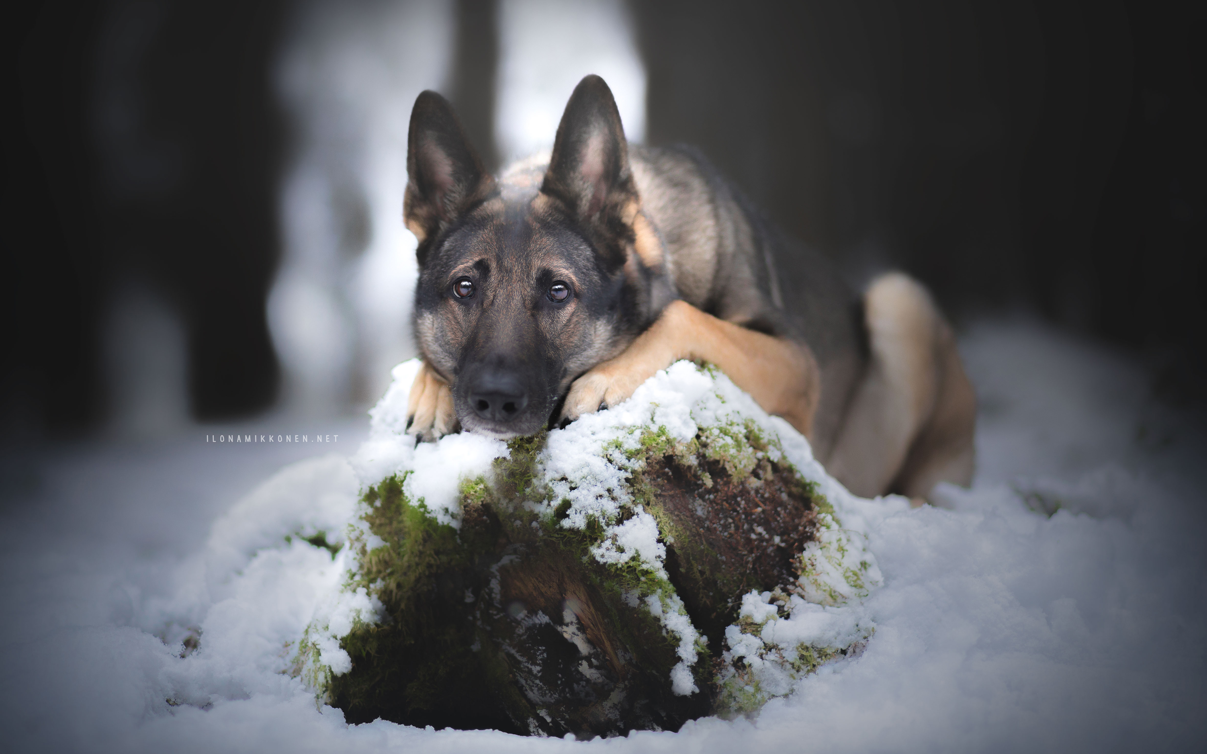 Download mobile wallpaper German Shepherd, Dogs, Dog, Animal for free.