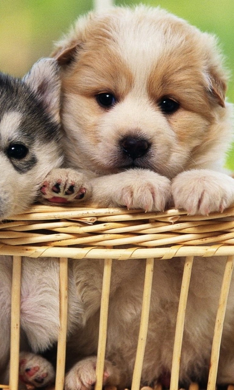 Download mobile wallpaper Dogs, Dog, Animal for free.