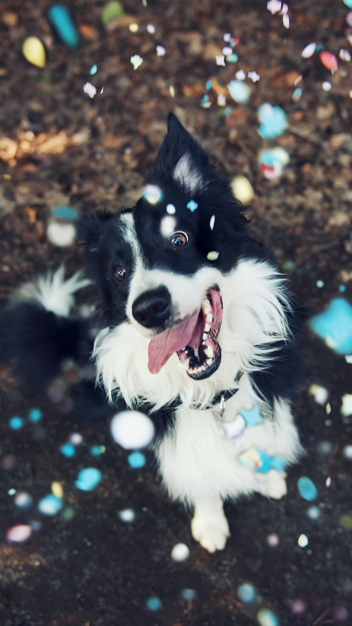 Download mobile wallpaper Dogs, Dog, Muzzle, Animal, Confetti, Border Collie for free.