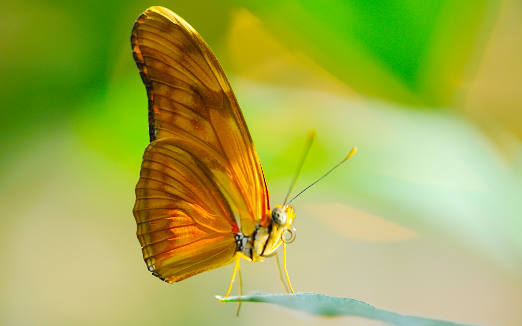 Download mobile wallpaper Butterfly, Animal for free.