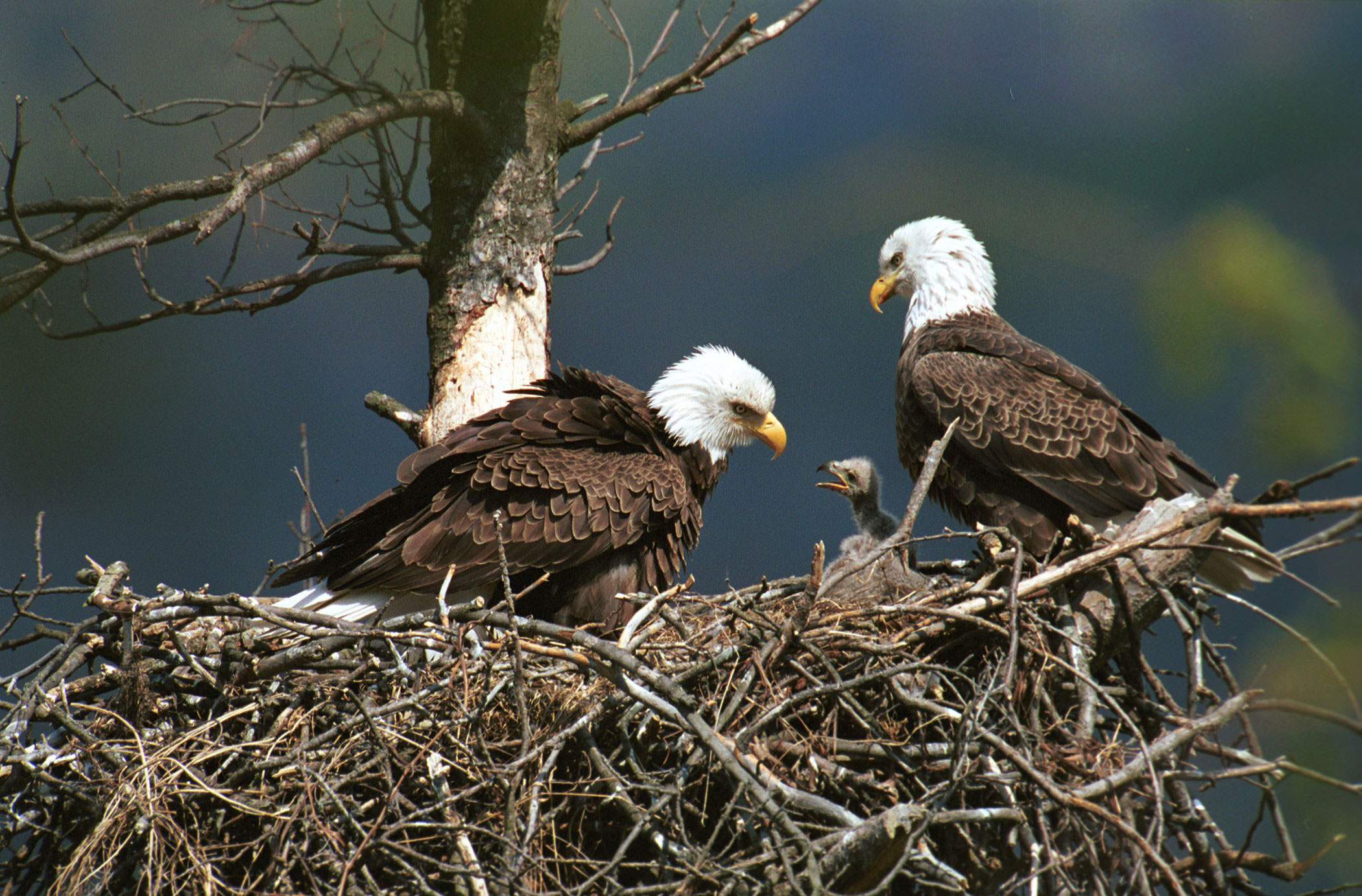 404290 descargar imagen animales, águila, nido, aves: fondos de pantalla y protectores de pantalla gratis