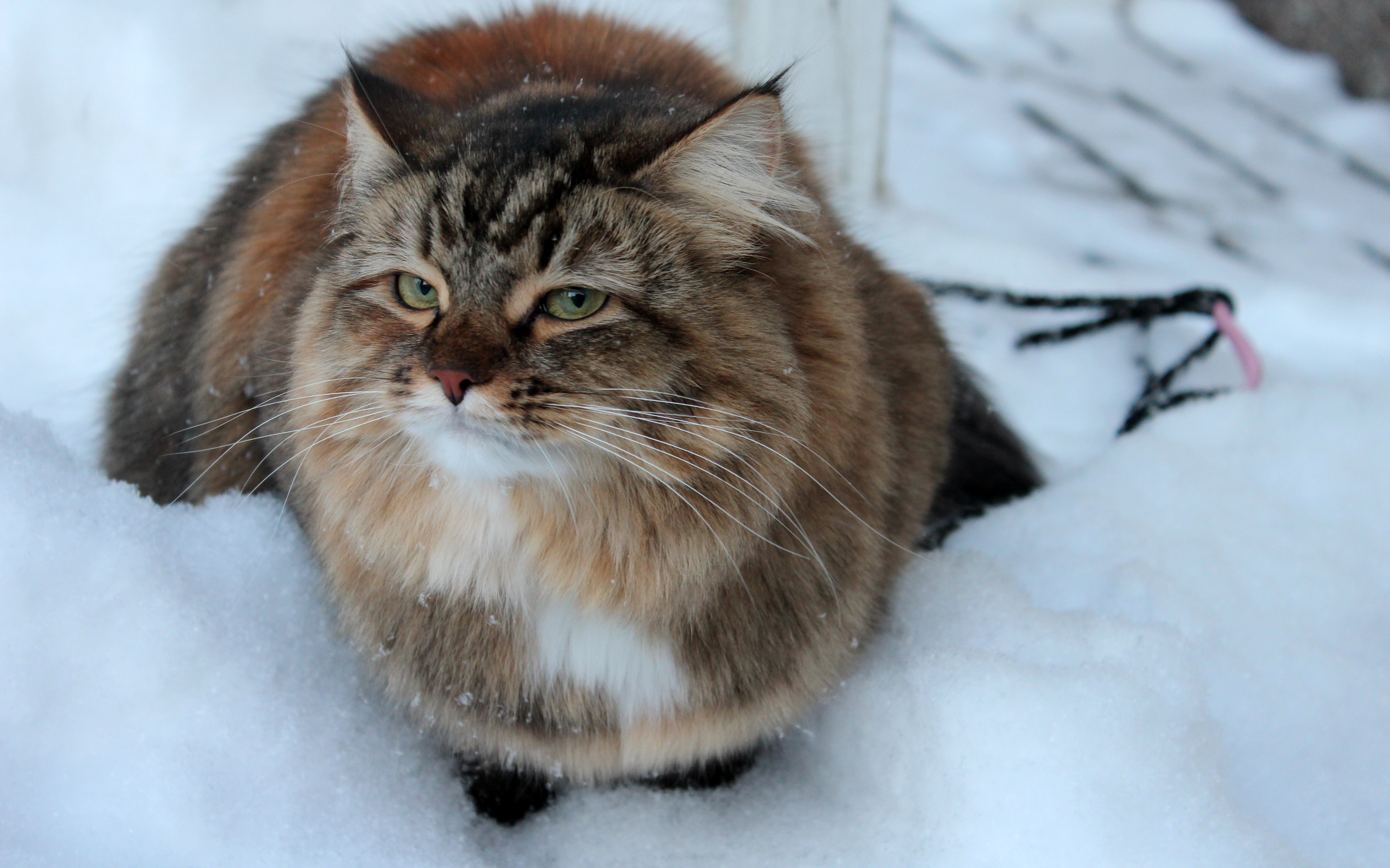 Laden Sie das Tiere, Katzen, Katze-Bild kostenlos auf Ihren PC-Desktop herunter