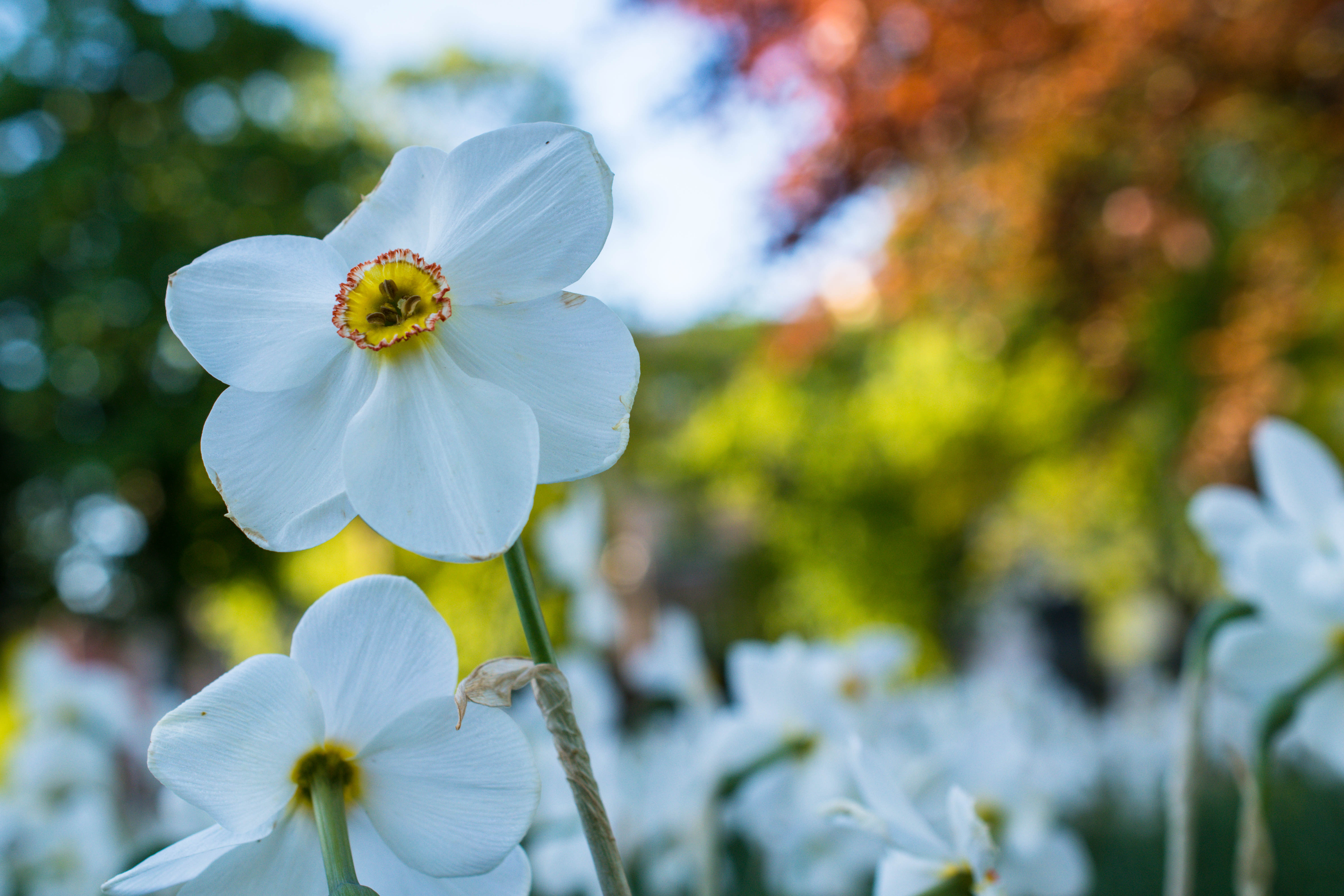 Laden Sie das Blütenblätter, Narzisse, Narcissus, Blumen, Blume-Bild kostenlos auf Ihren PC-Desktop herunter