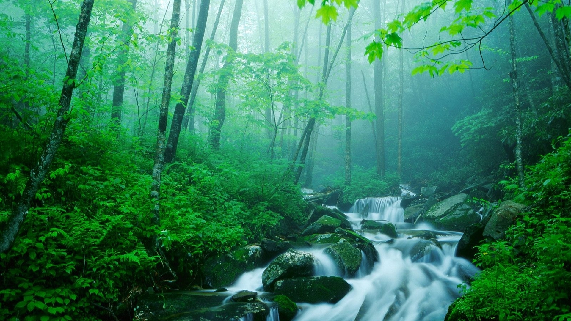 Download mobile wallpaper River, Forest, Earth for free.