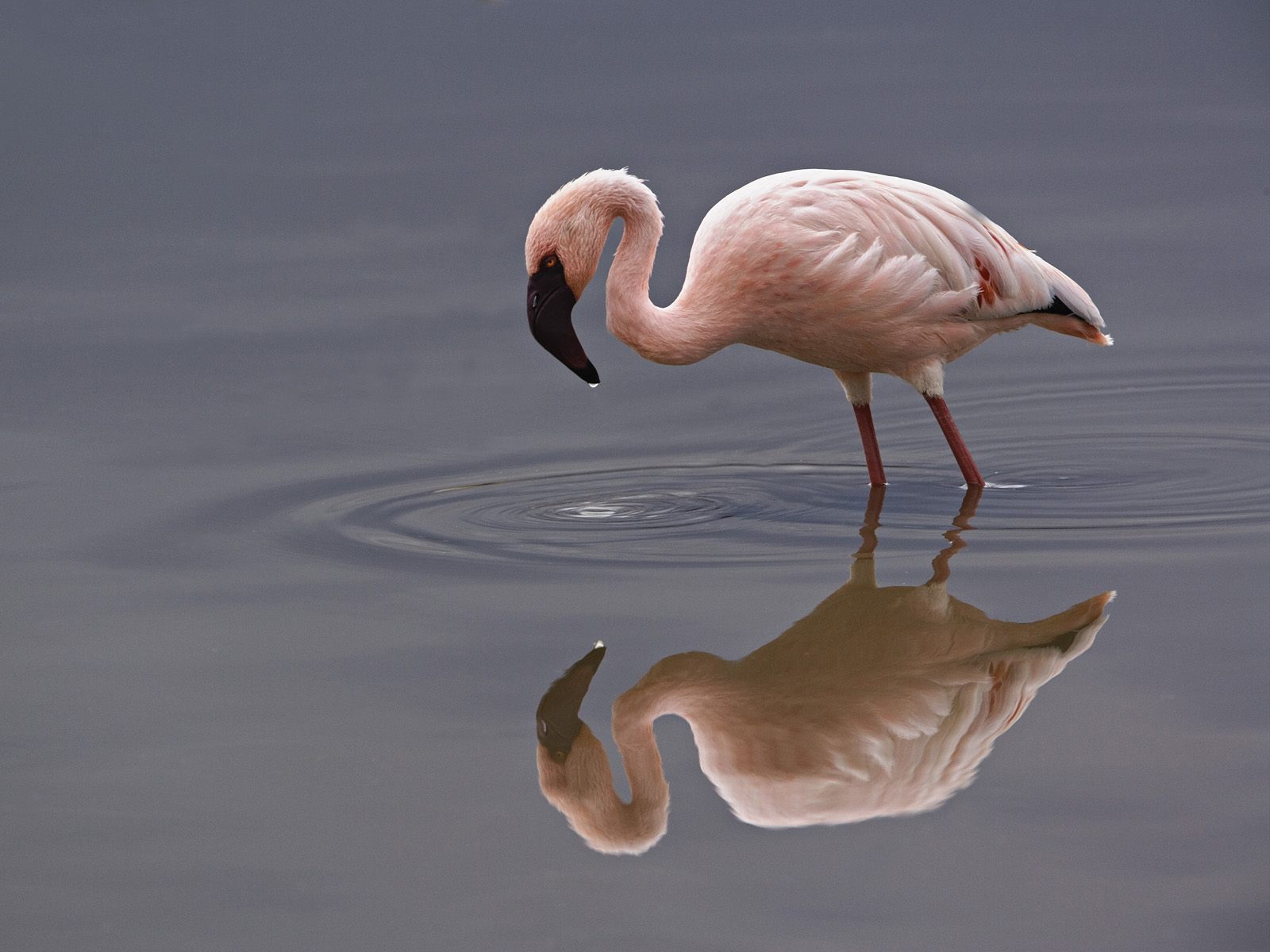 Download mobile wallpaper Birds, Flamingo, Animal for free.