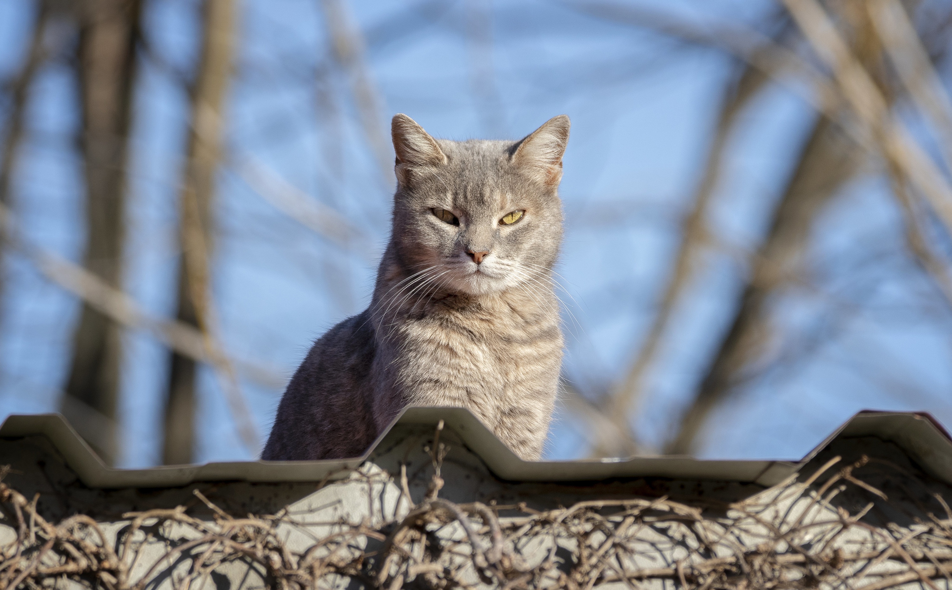 Handy-Wallpaper Tiere, Katzen, Katze, Starren kostenlos herunterladen.